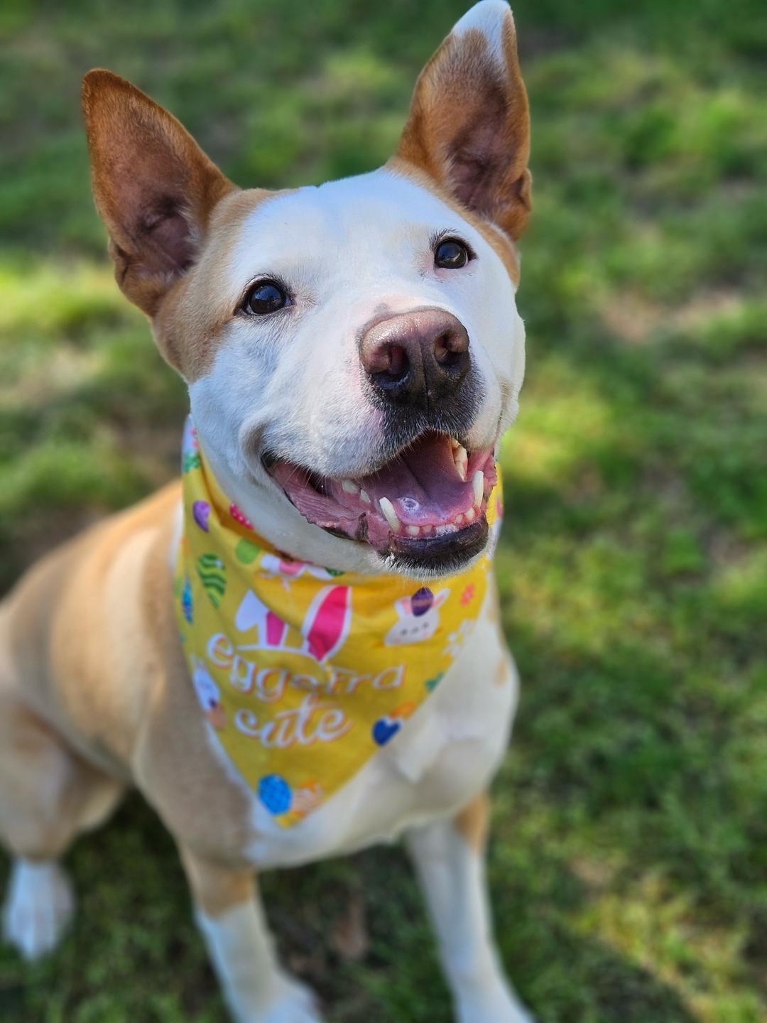 Rudy, a Adoptable mixed breed in Sunset Valley, TX image 3/5