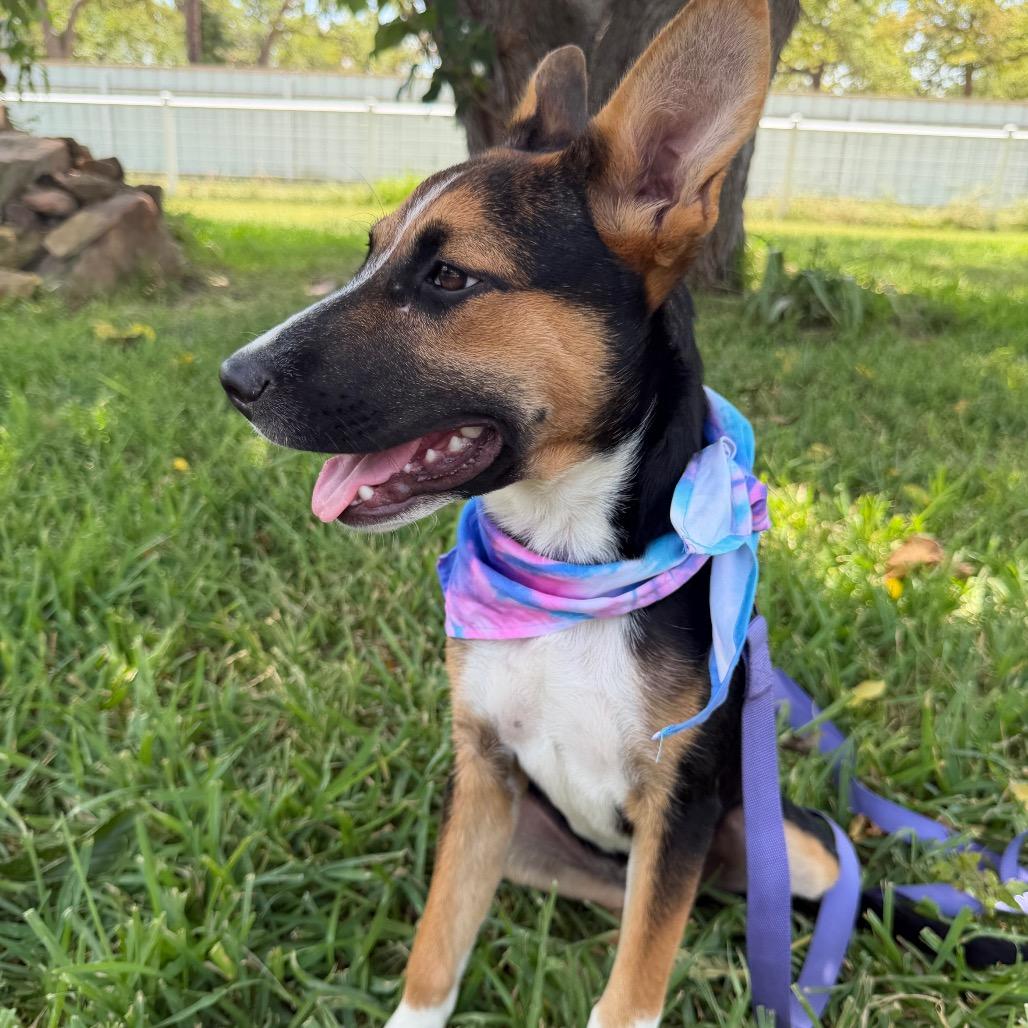 Delilah, Adoptable, Young Female Australian Cattle Dog / Blue Heeler.