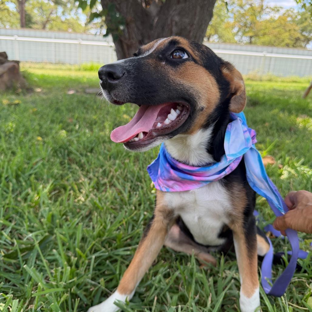 Enlarge Delilah, a Adoptable Australian Cattle Dog / Blue Heeler in Aledo, TX image 2/6