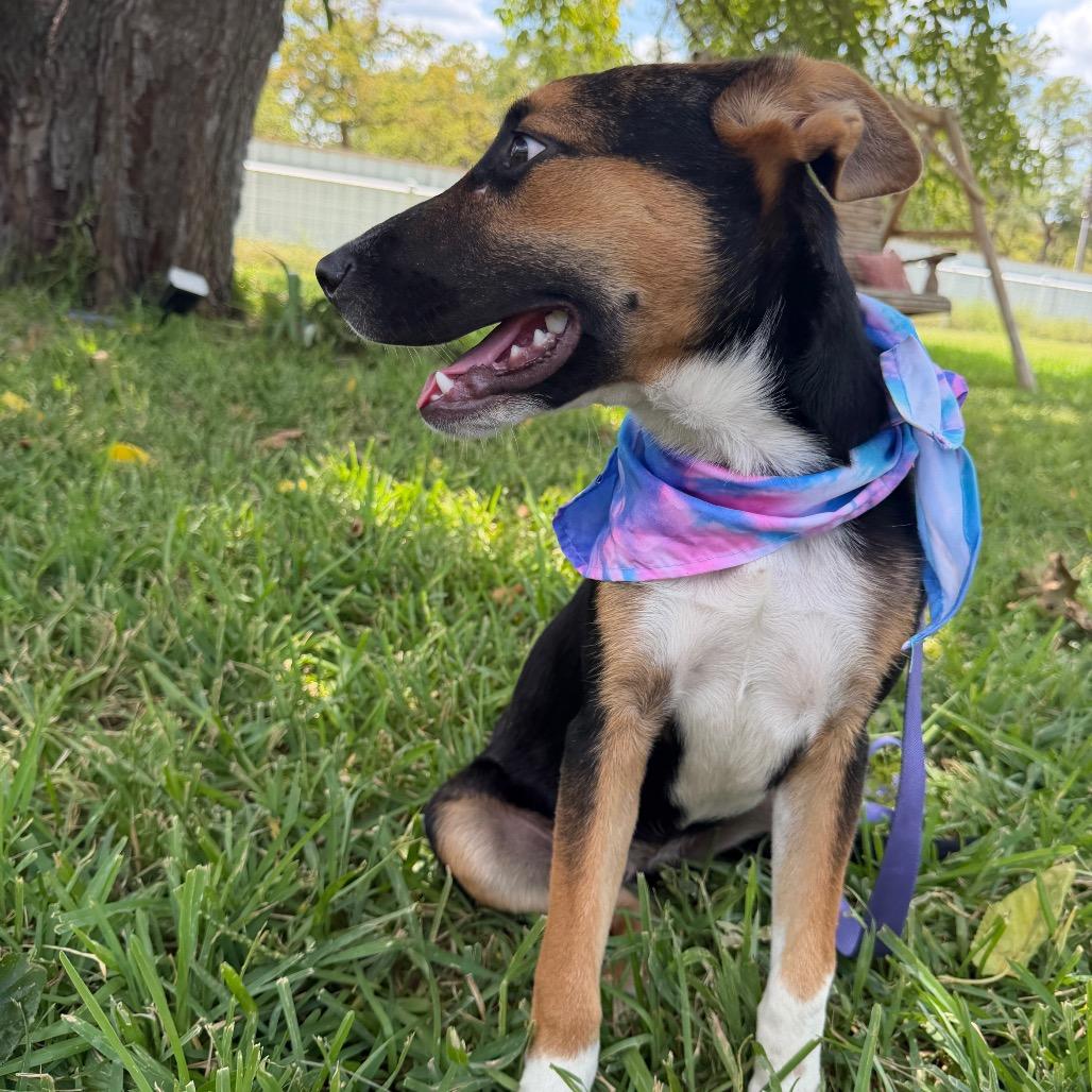 Enlarge Delilah, a Adoptable Australian Cattle Dog / Blue Heeler in Aledo, TX image 3/6