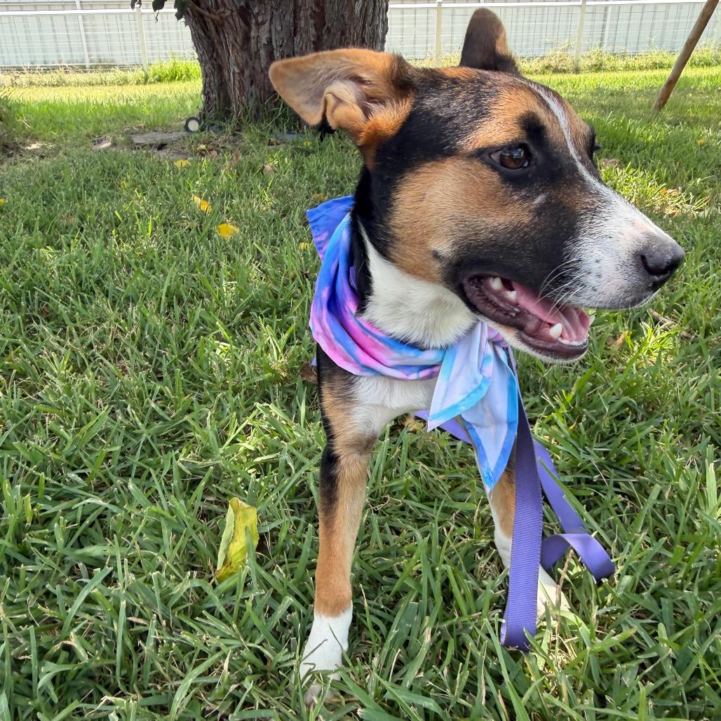 Enlarge Delilah, a Adoptable Australian Cattle Dog / Blue Heeler in Aledo, TX image 4/6