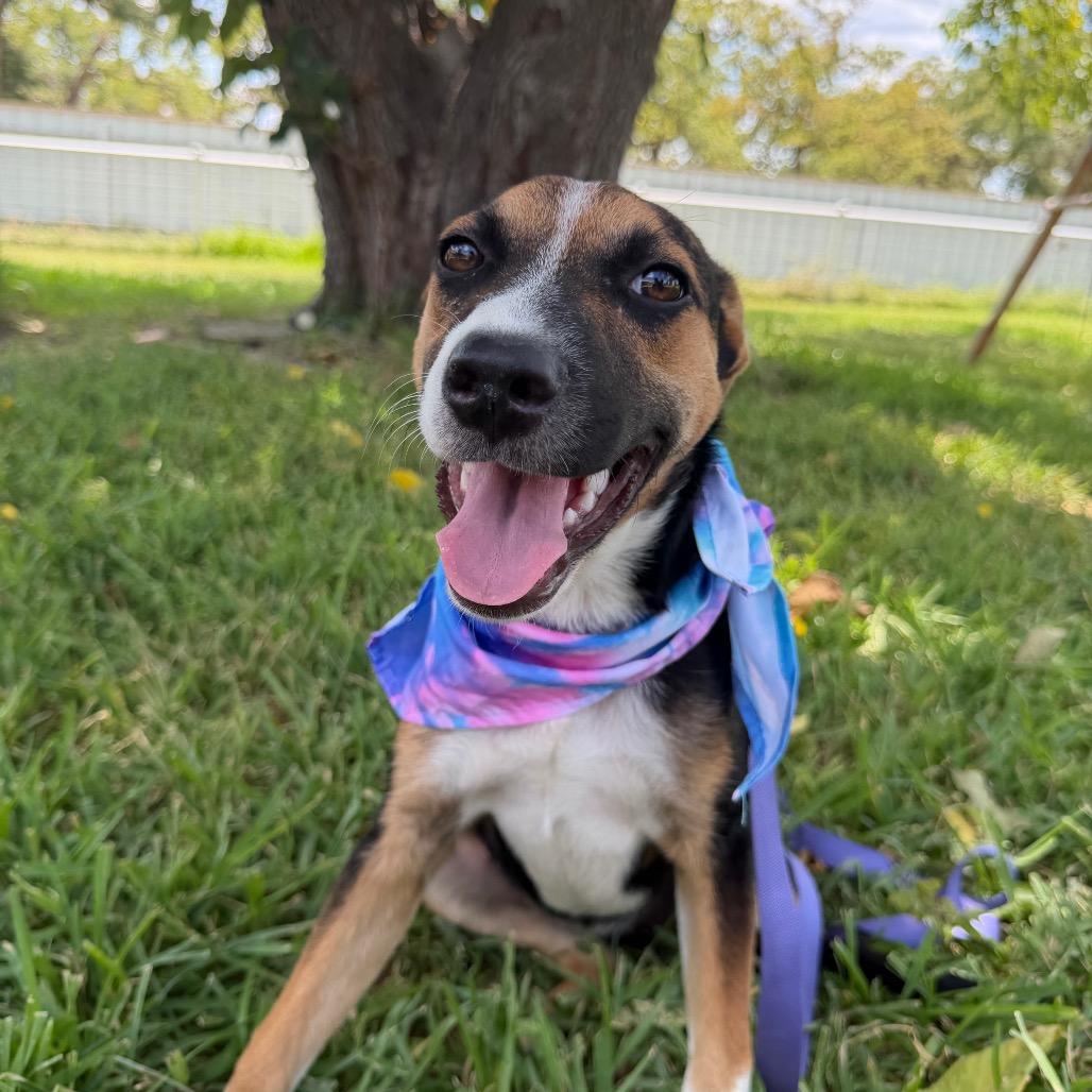 Enlarge Delilah, a Adoptable Australian Cattle Dog / Blue Heeler in Aledo, TX image 5/6