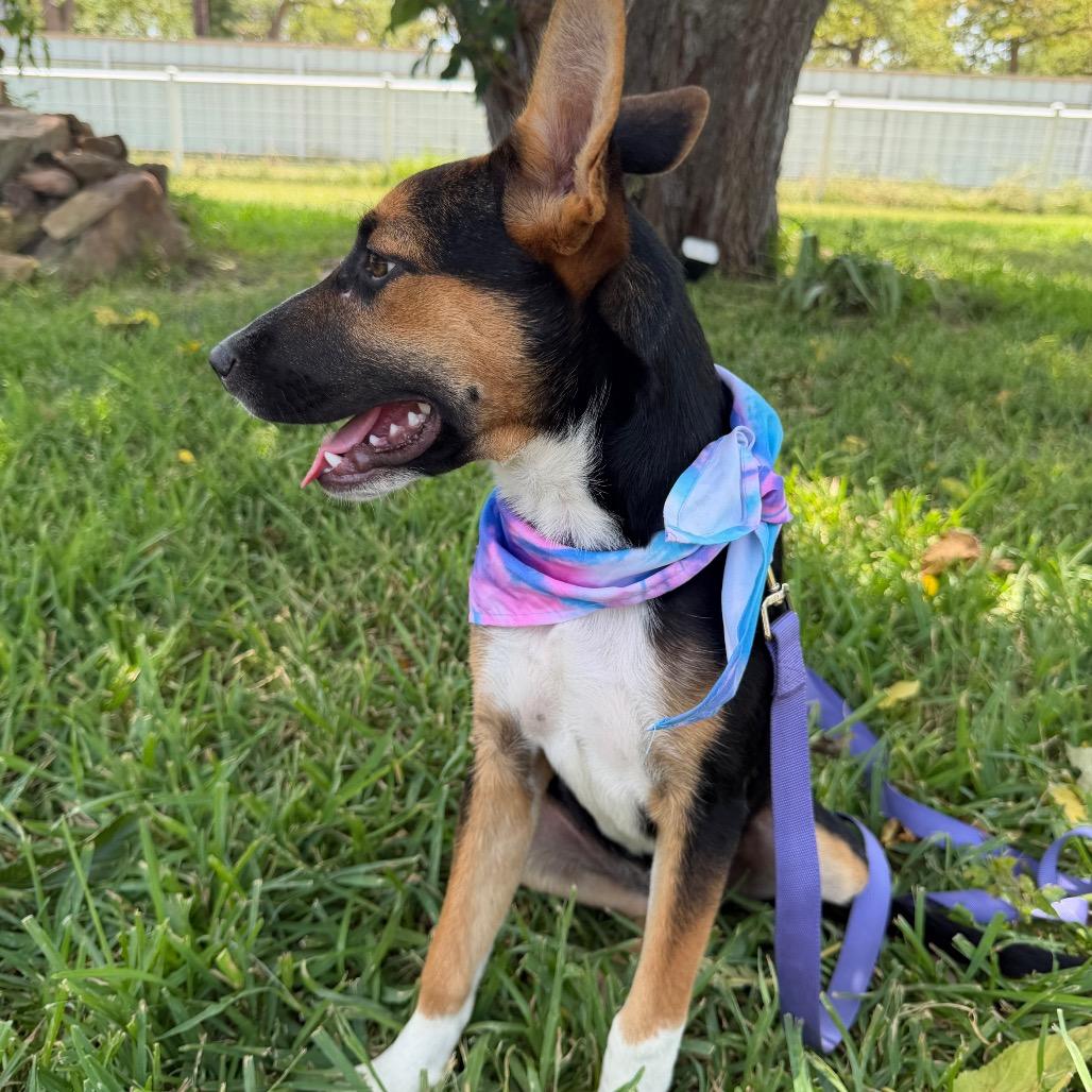 Enlarge Delilah, a Adoptable Australian Cattle Dog / Blue Heeler in Aledo, TX image 6/6