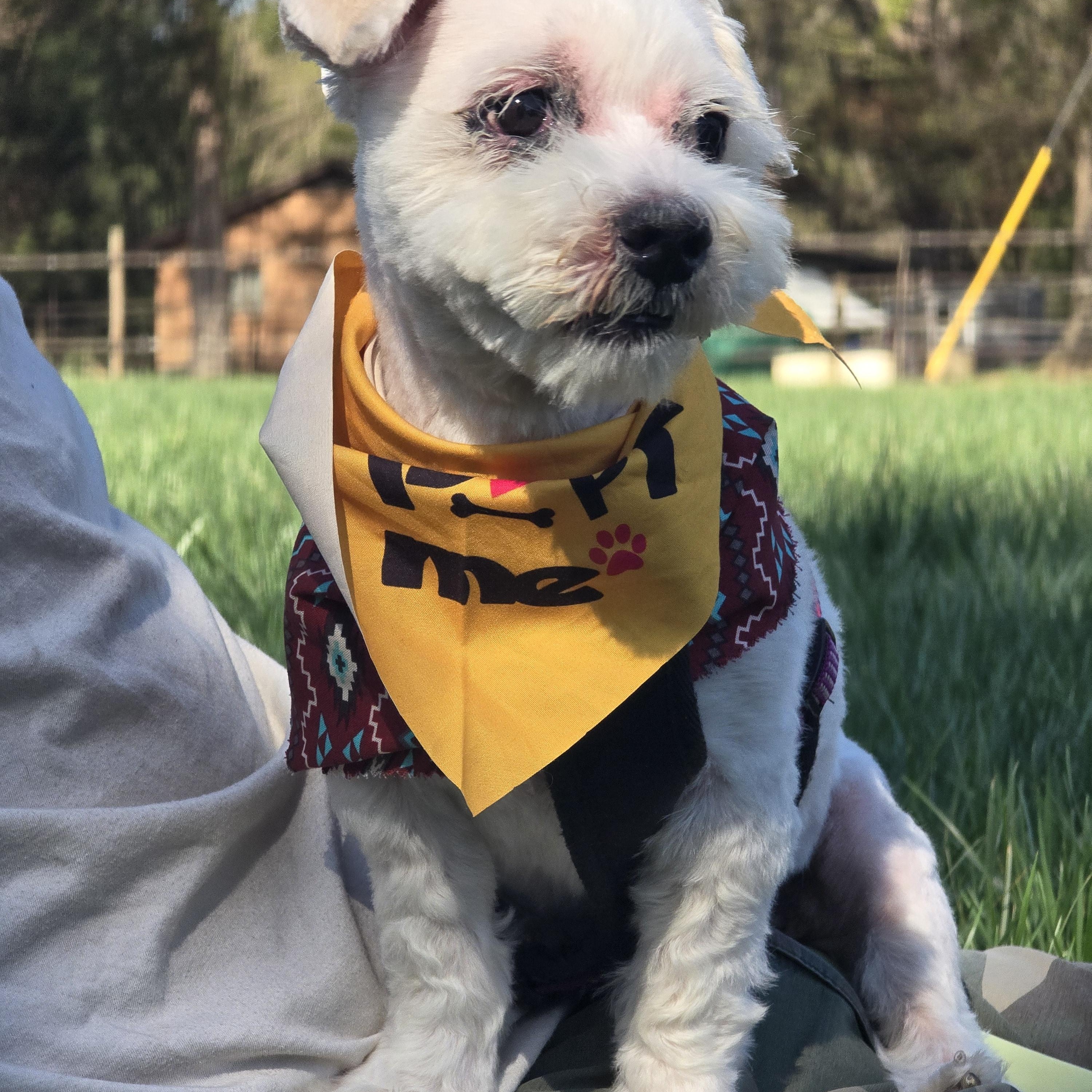 Enlarge Benjamin , a ADOPTABLE mixed breed in Charlotte, NC image 6/6