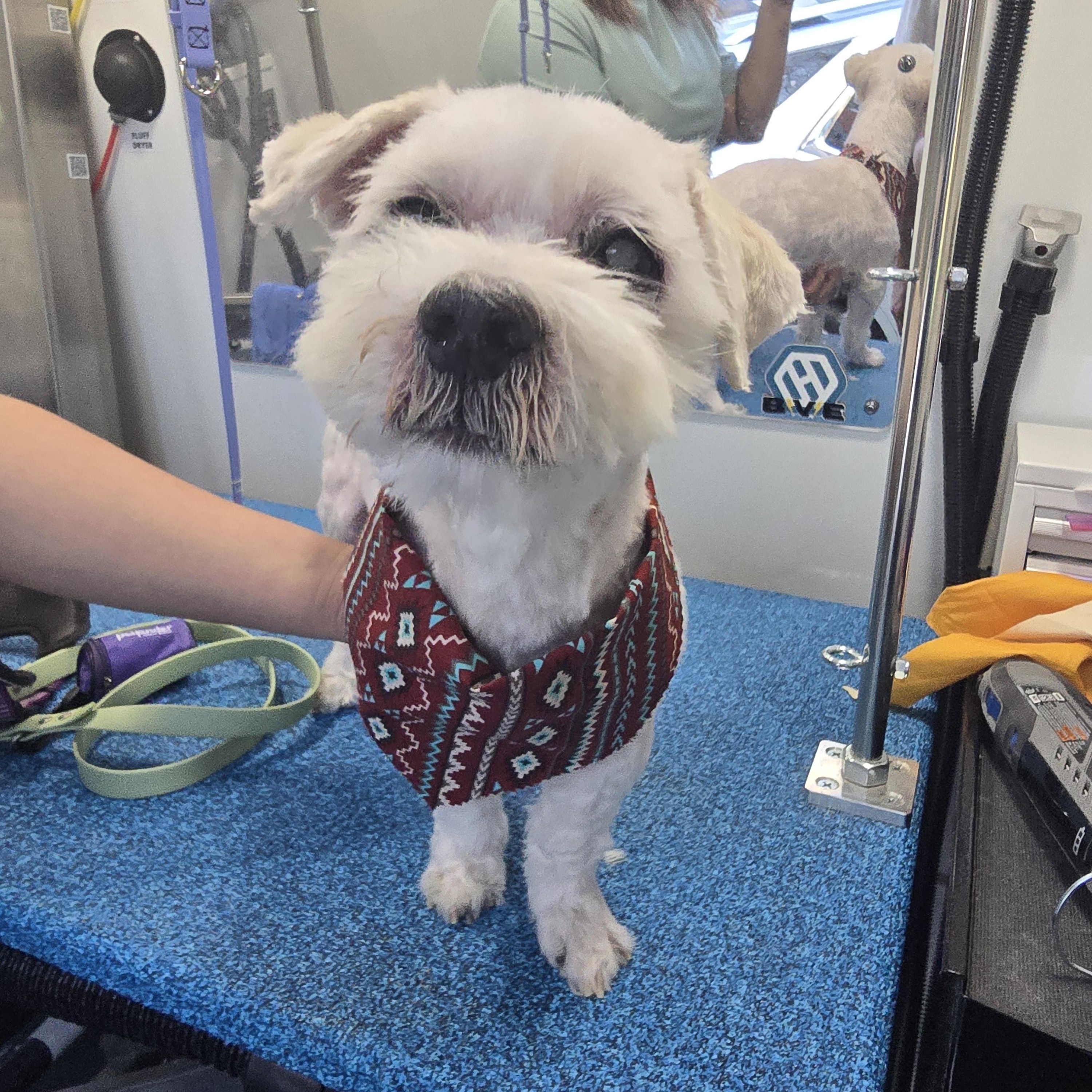 Enlarge Benjamin , a ADOPTABLE mixed breed in Charlotte, NC image 4/6