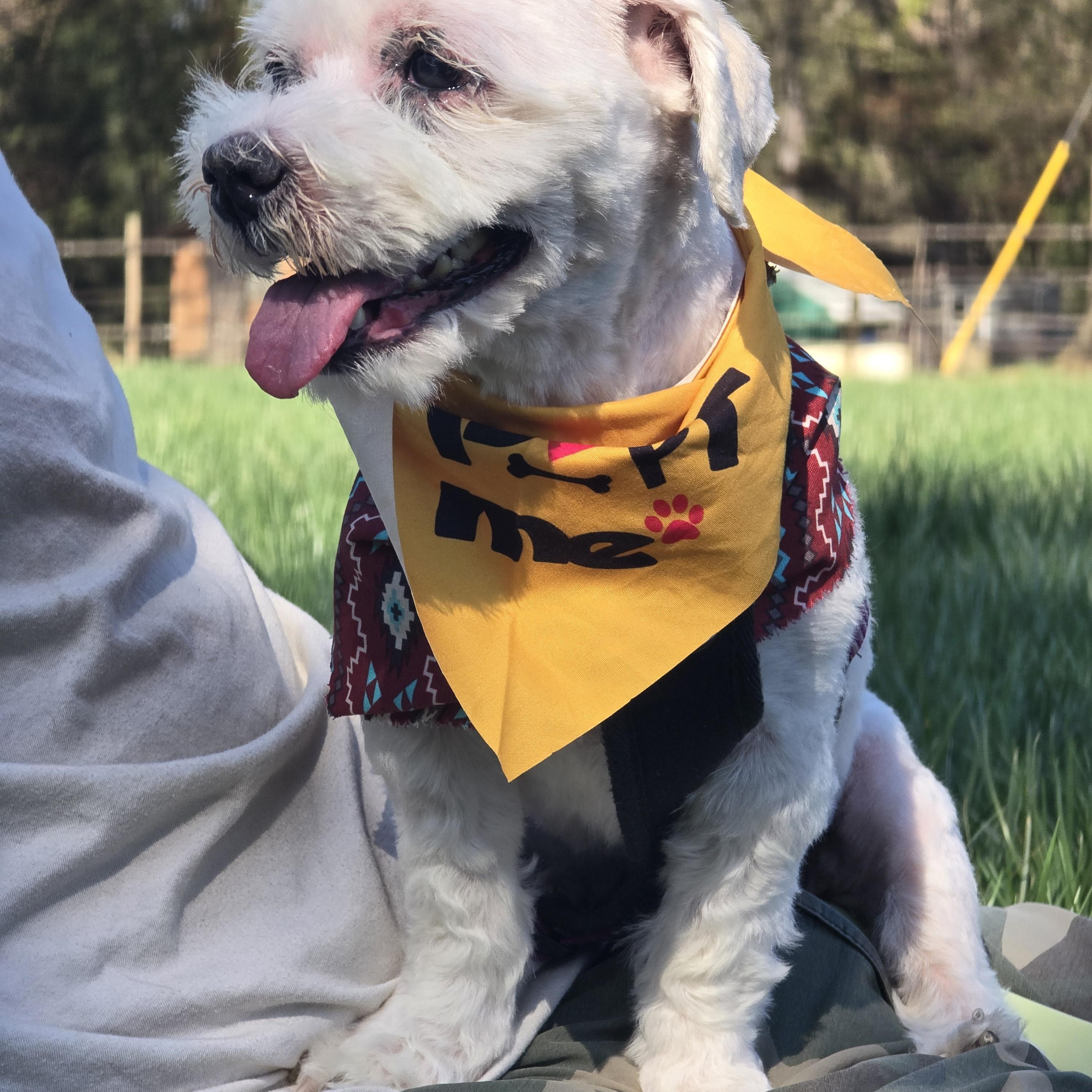 Benjamin , ADOPTABLE, Adult Male Bichon Frise.