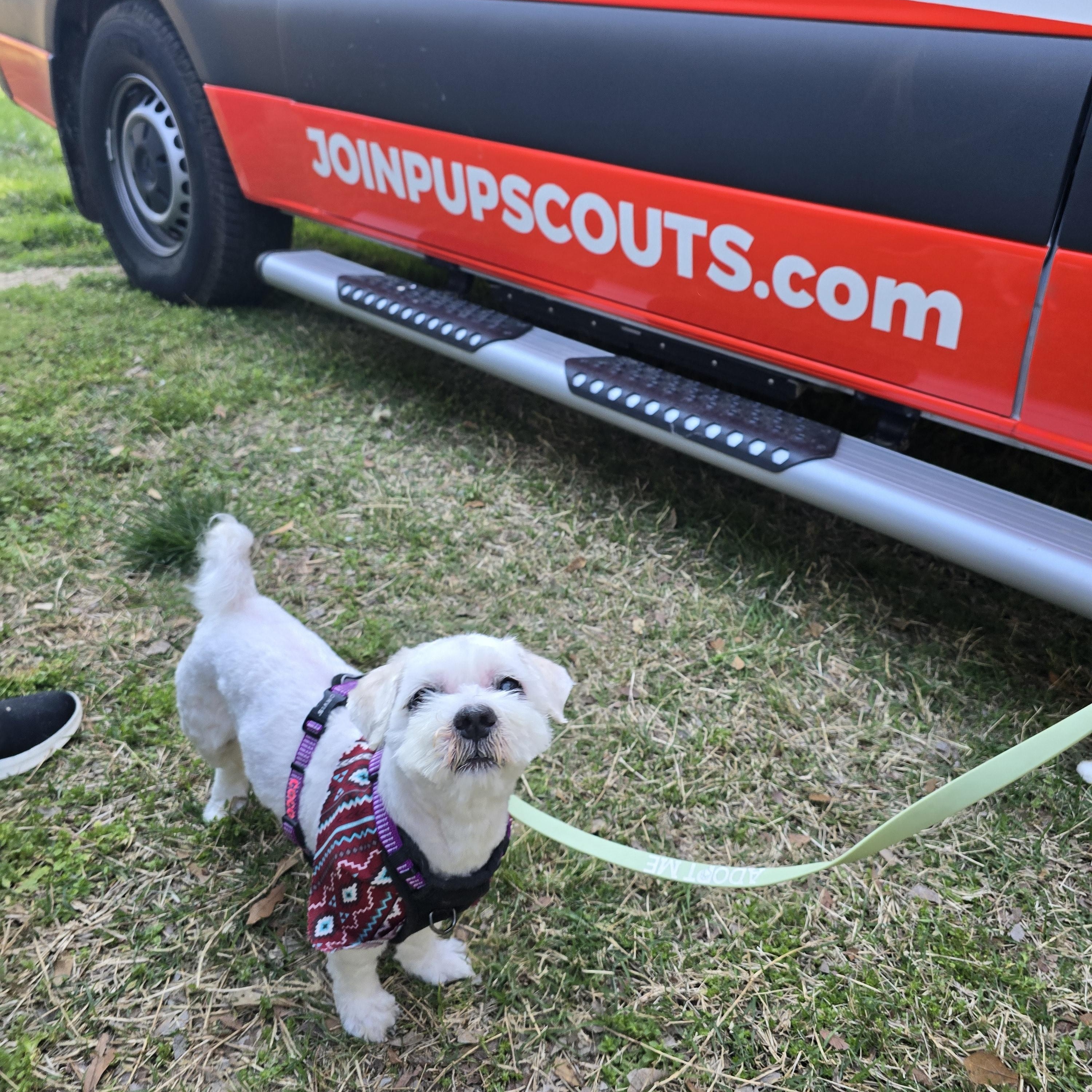 Enlarge Benjamin , a ADOPTABLE mixed breed in Charlotte, NC image 2/6