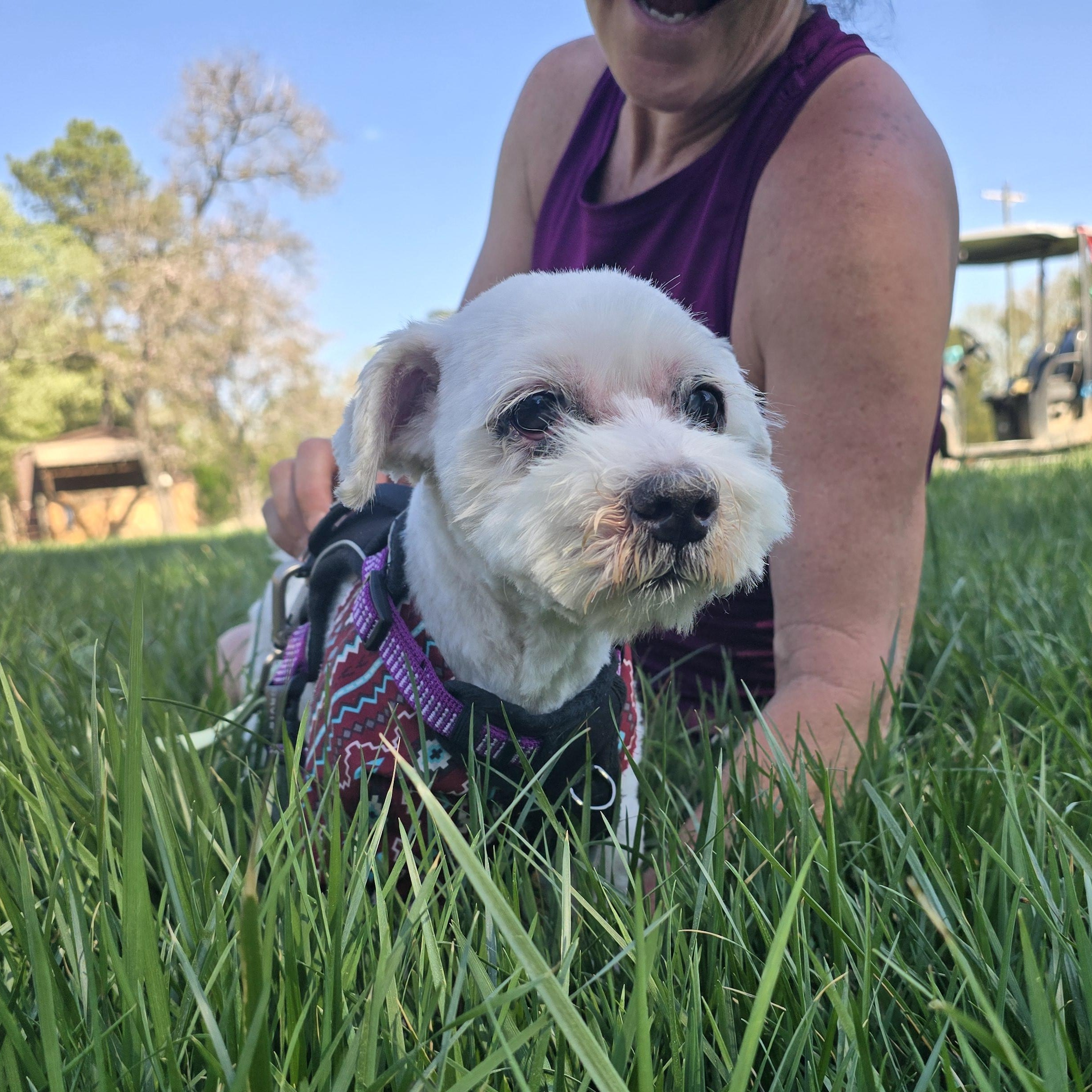 Enlarge Benjamin , a ADOPTABLE mixed breed in Charlotte, NC image 3/6