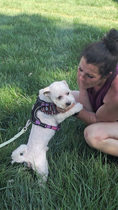 Enlarge Benjamin , a ADOPTABLE mixed breed in Charlotte, NC video 5/6