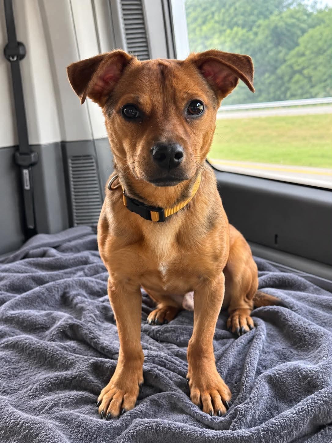 Junior, Adopted, Young Male Chihuahua.