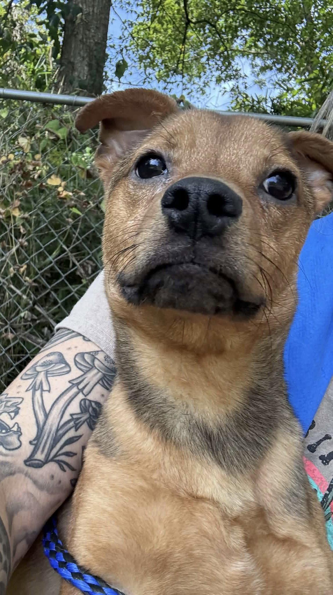 Enlarge Junior, a Adopted Chihuahua in Westwood, NJ image 2/5