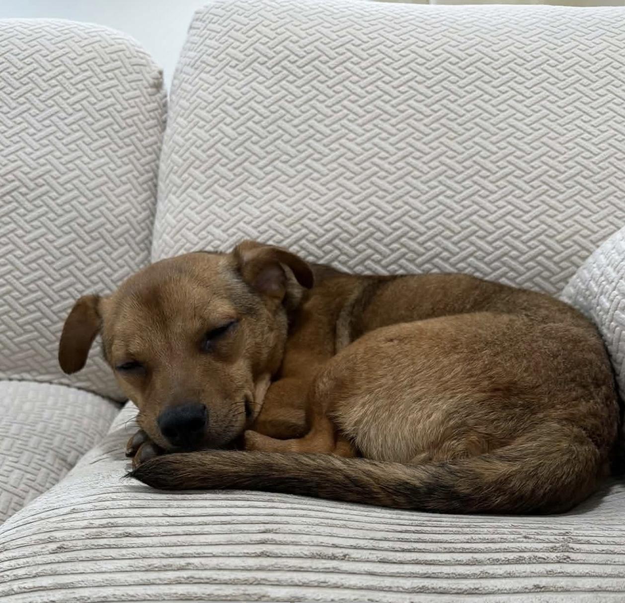 Enlarge Junior, a Adopted Chihuahua in Westwood, NJ image 5/5