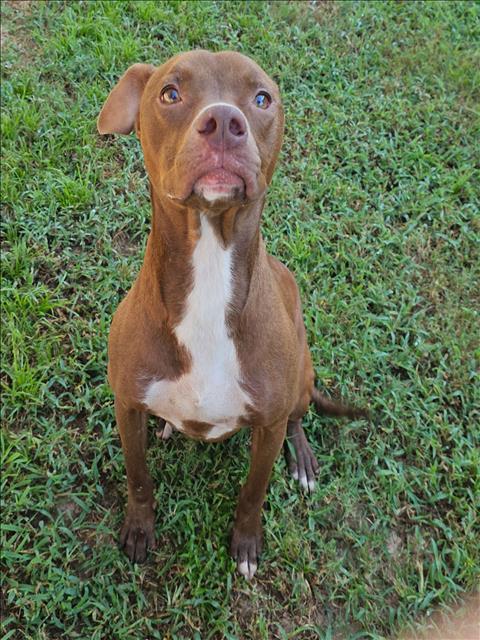 ELLIE, Adoptable, Adult Female Pit Bull Terrier.