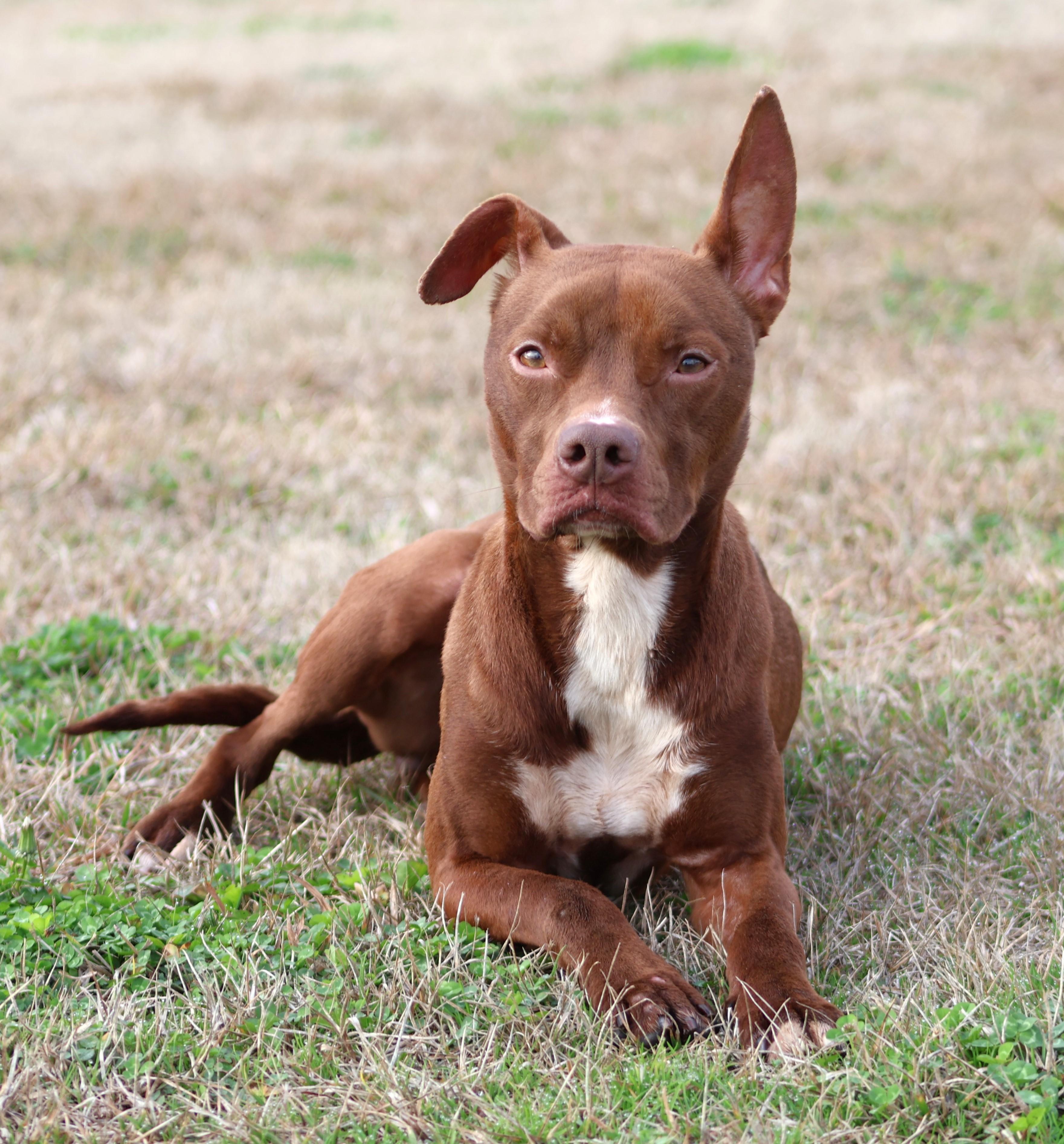 ELLIE, Adoptable, Adult Female Pit Bull Terrier.