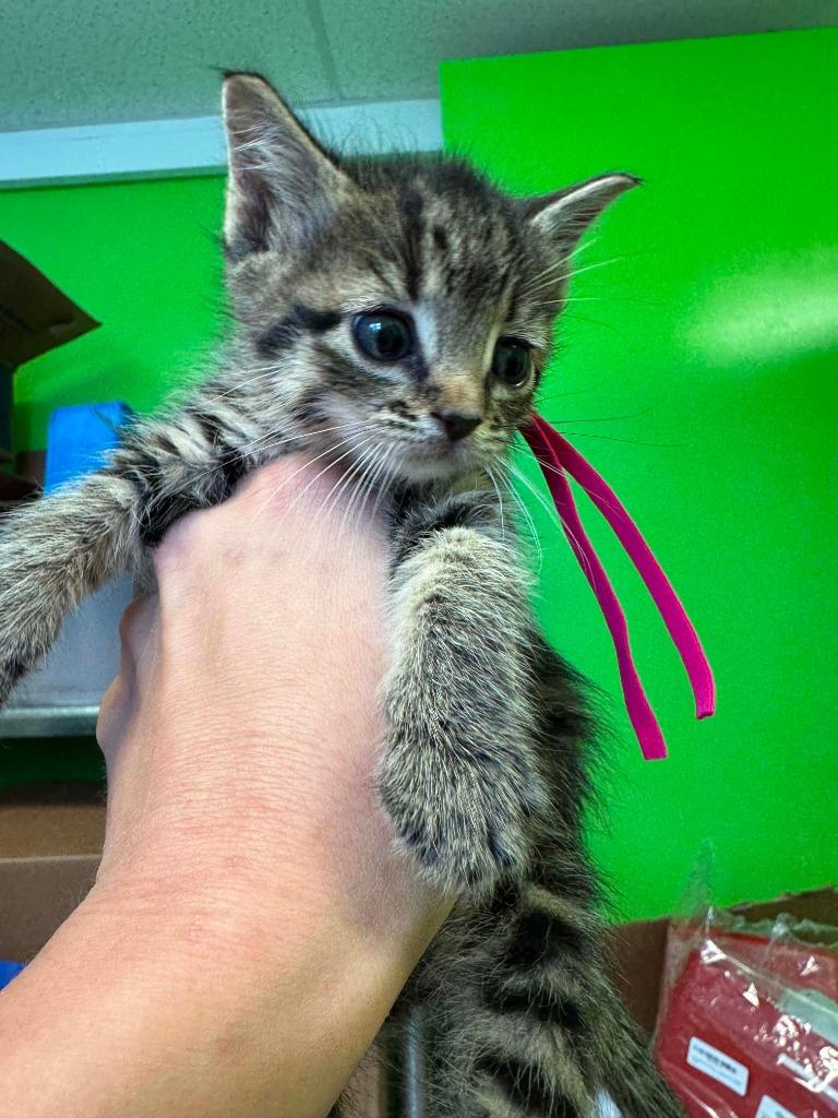 Enlarge Freya, a Adoptable mixed breed in Johnson City, TN image 4/6