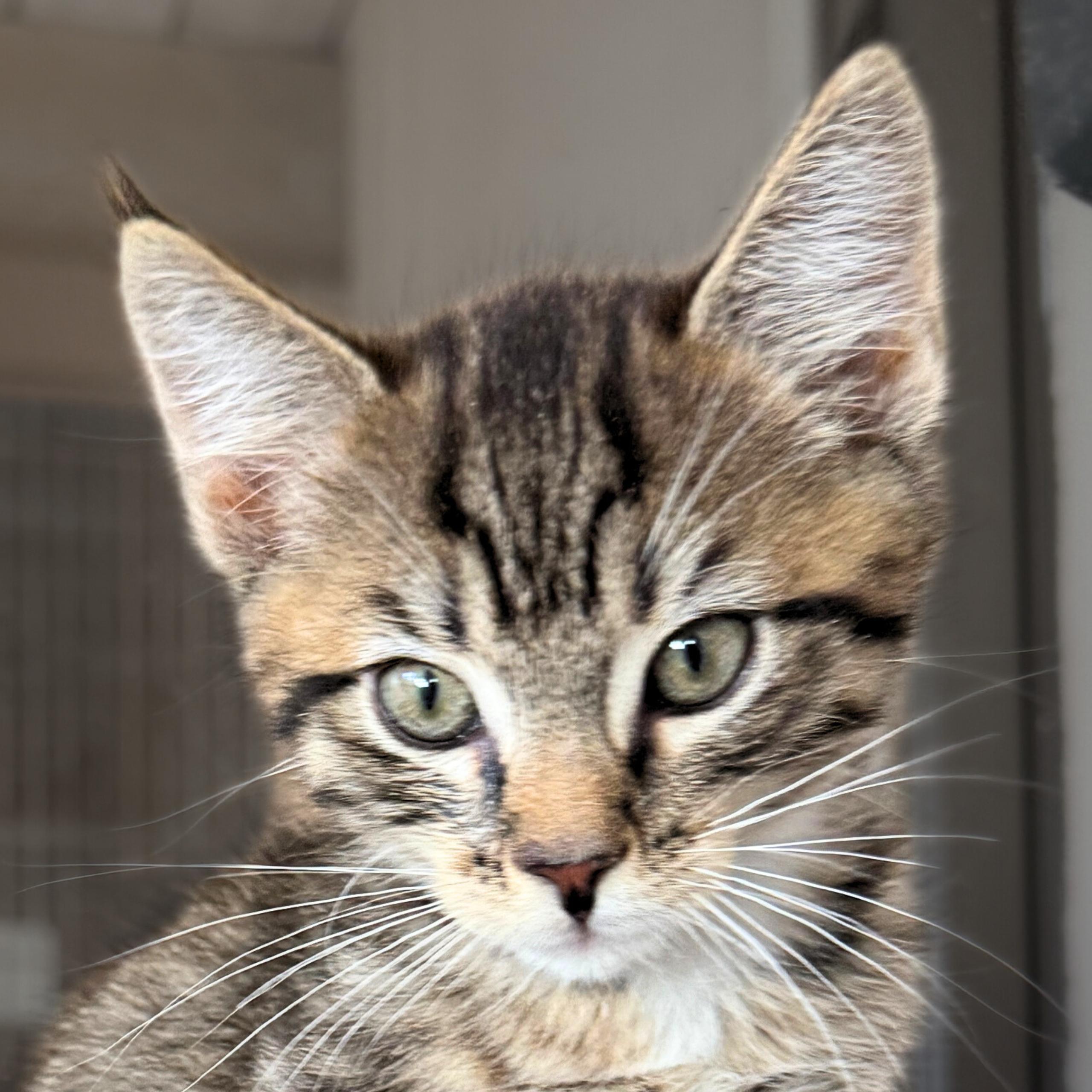 Io, a Adopted mixed breed in Santa Fe, NM image 1/2