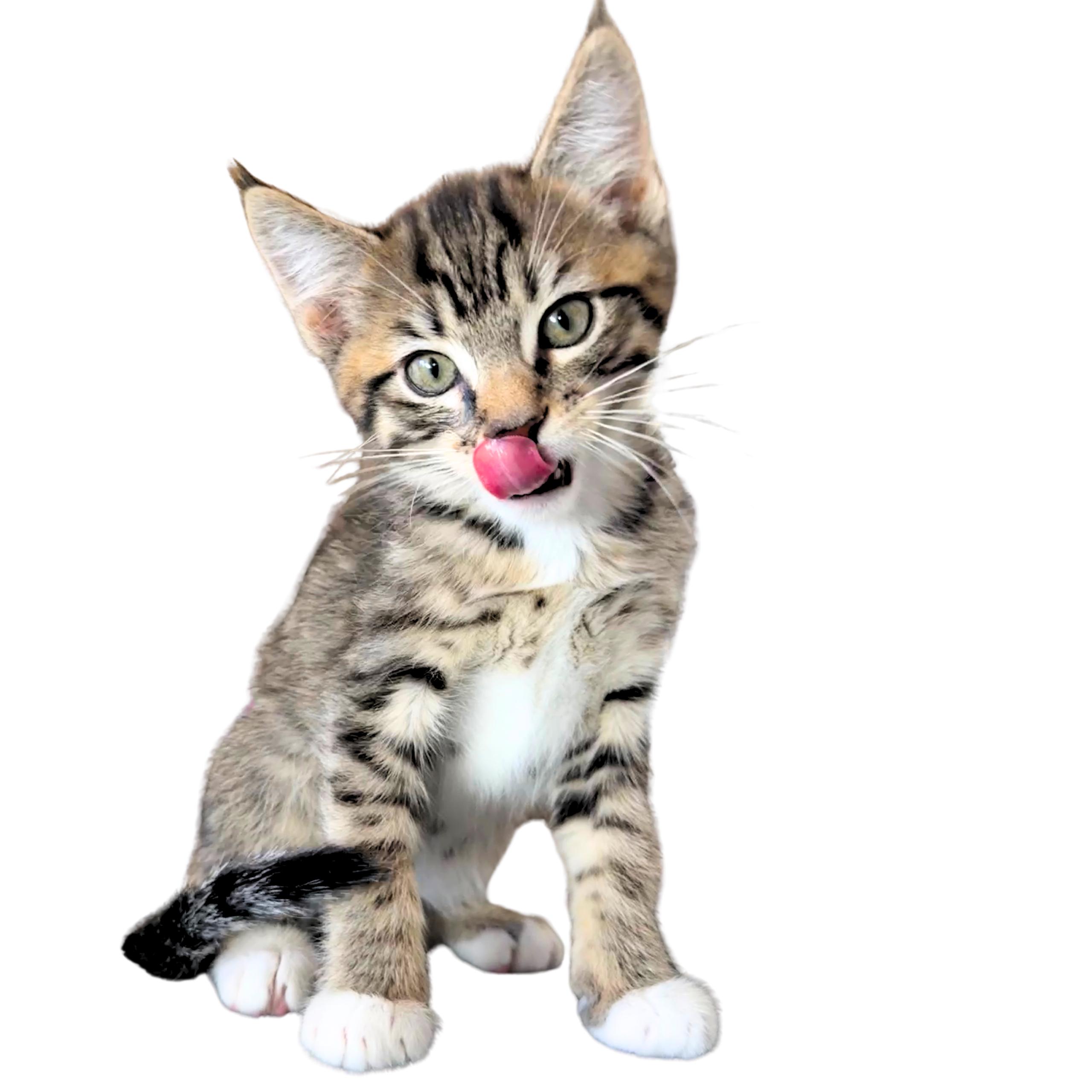 Io, a Adopted mixed breed in Santa Fe, NM image 2/2