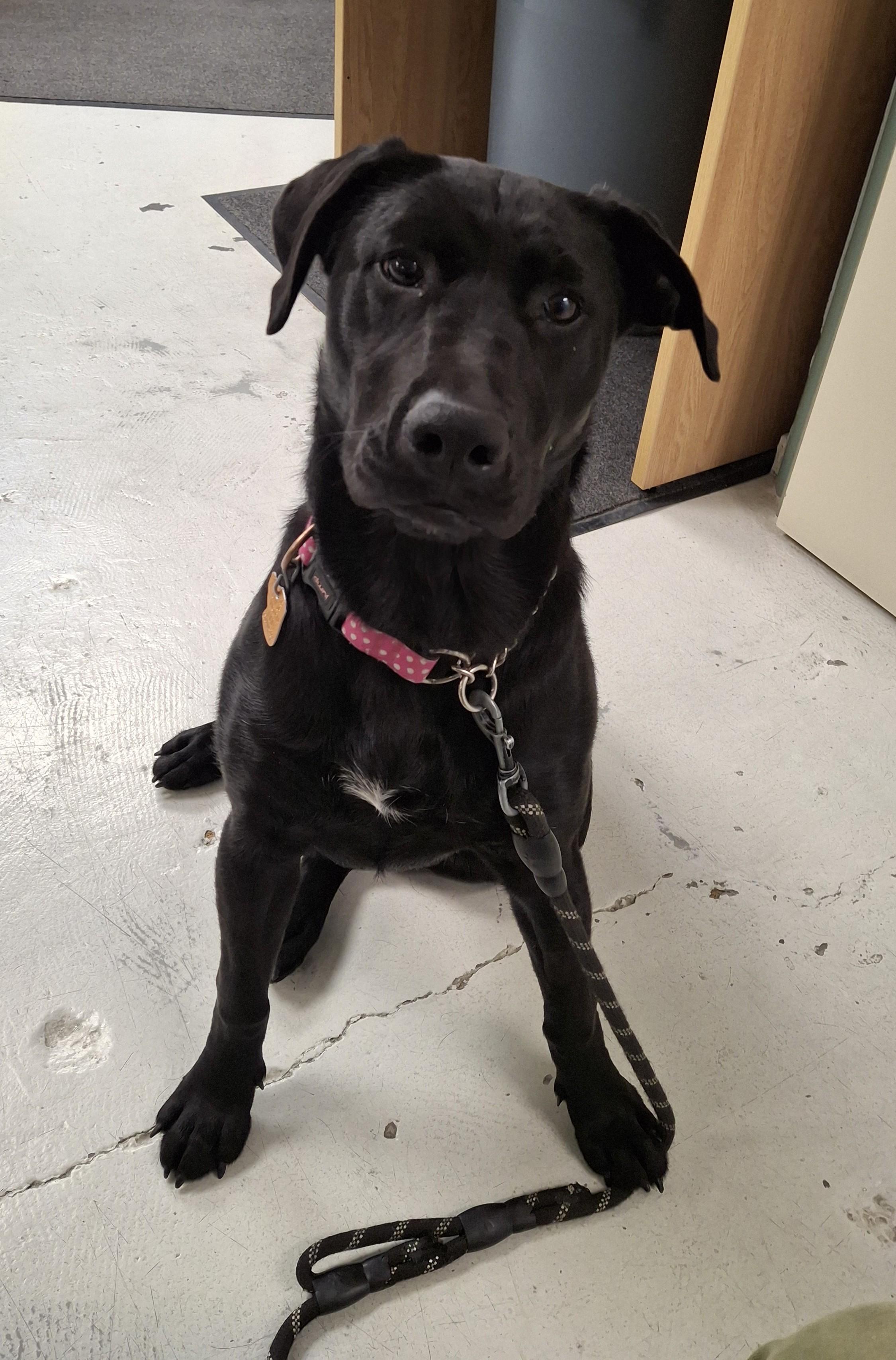 Arya, Adoptable, Young Female Black Labrador Retriever.