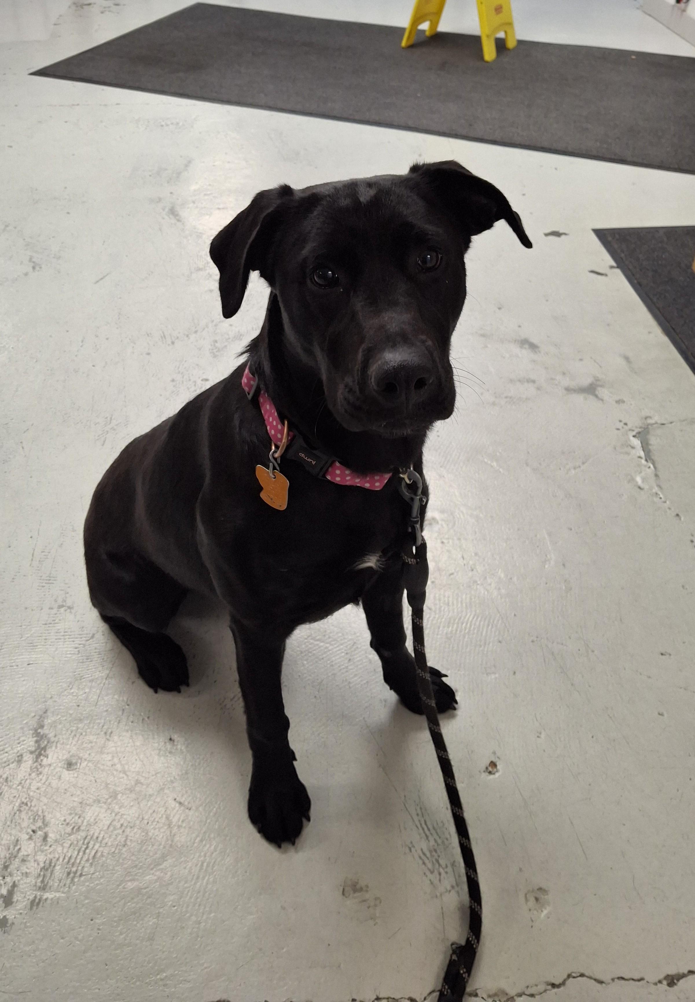 Enlarge Arya, a Adoptable Black Labrador Retriever in Victoria, BC image 2/3