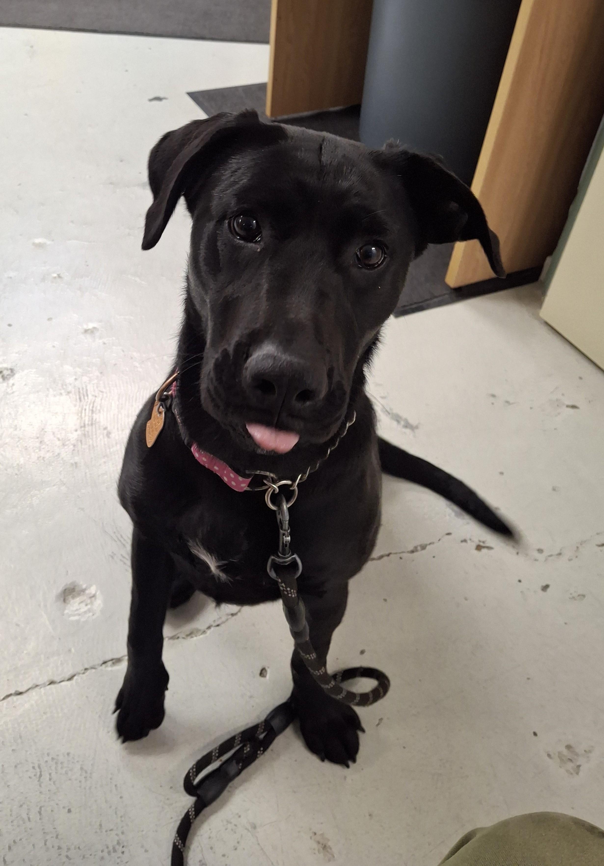 Enlarge Arya, a Adoptable Black Labrador Retriever in Victoria, BC image 3/3
