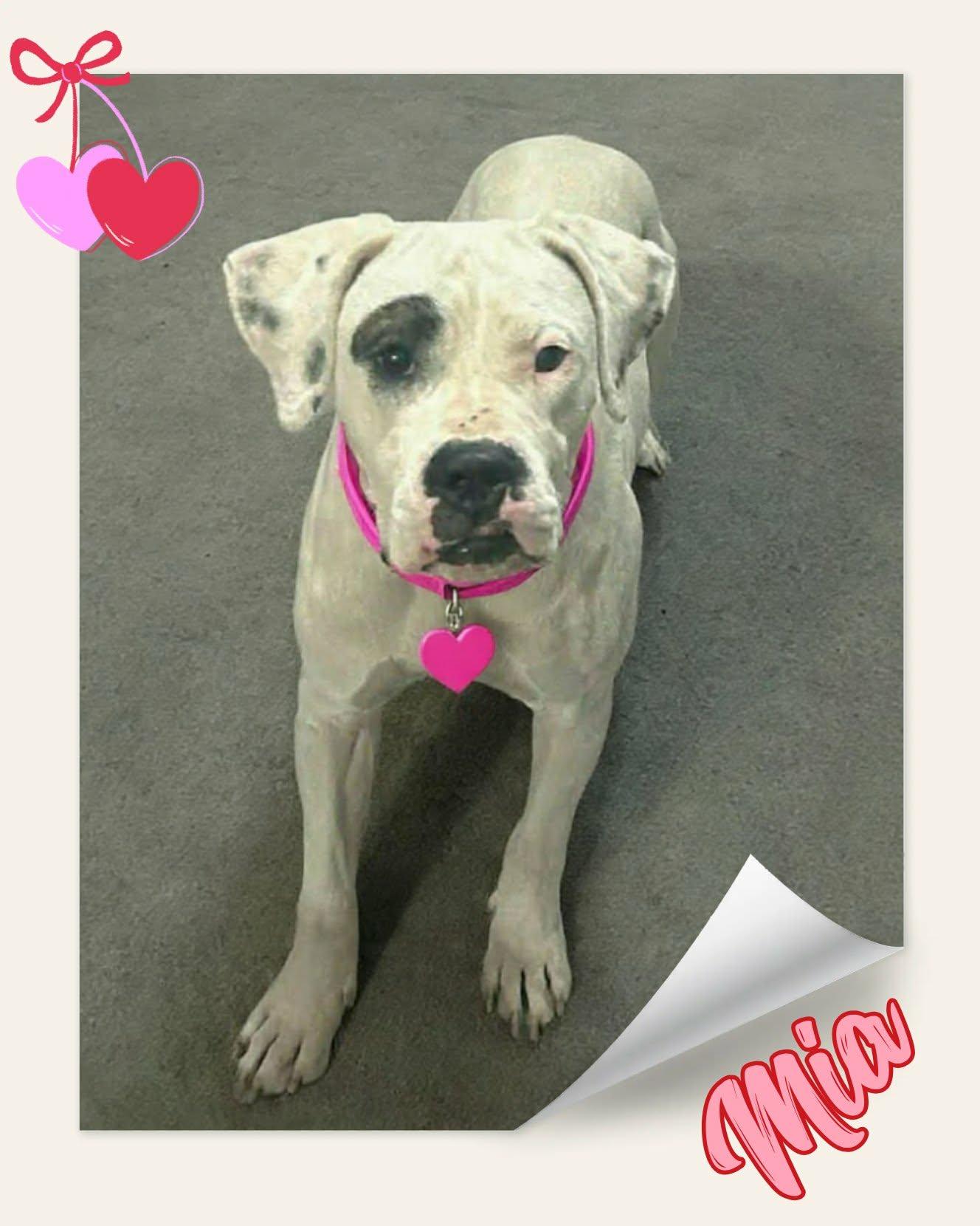 Enlarge Mia, a ADOPTABLE mixed breed in Grove, OK image 4/5