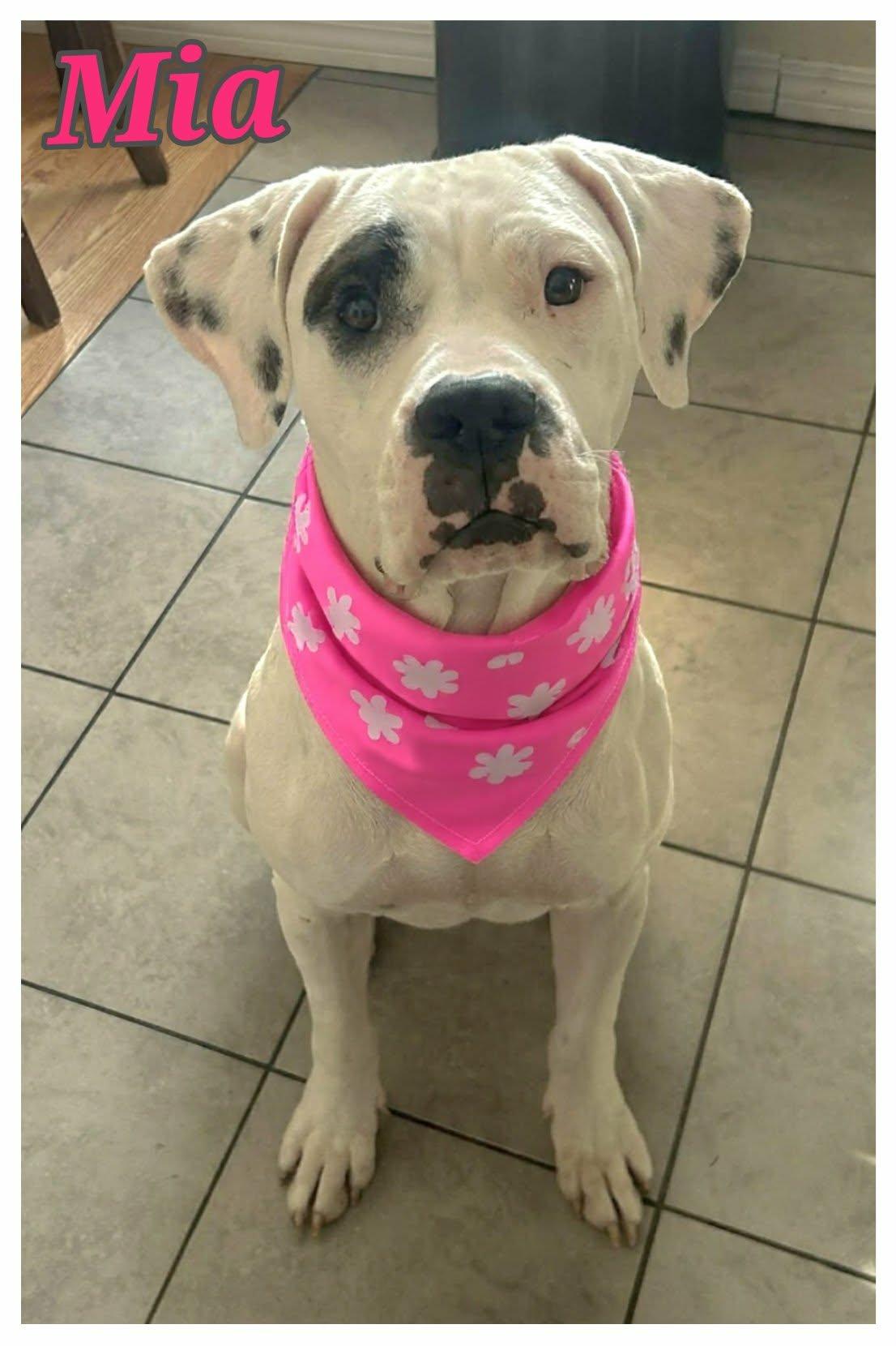 Mia, ADOPTABLE, Young Female Dogo Argentino & American Bulldog.