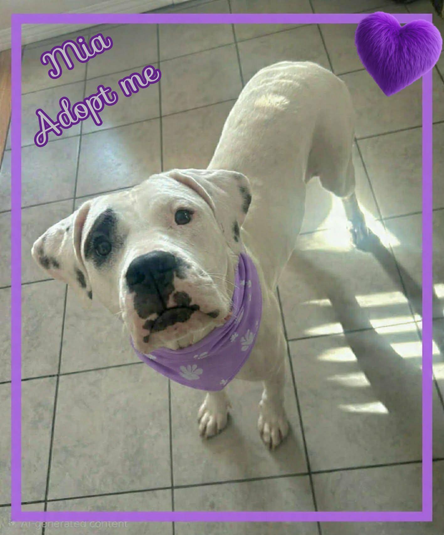 Enlarge Mia, a ADOPTABLE mixed breed in Grove, OK image 2/5