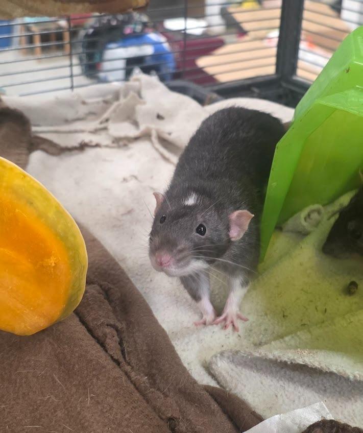 Mr. Hat, a Adoptable Rat in CRYSTAL LAKE, IL image 1/3