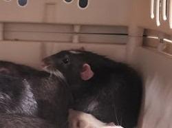 Enlarge Mr. Hat, a Adoptable Rat in CRYSTAL LAKE, IL image 3/3