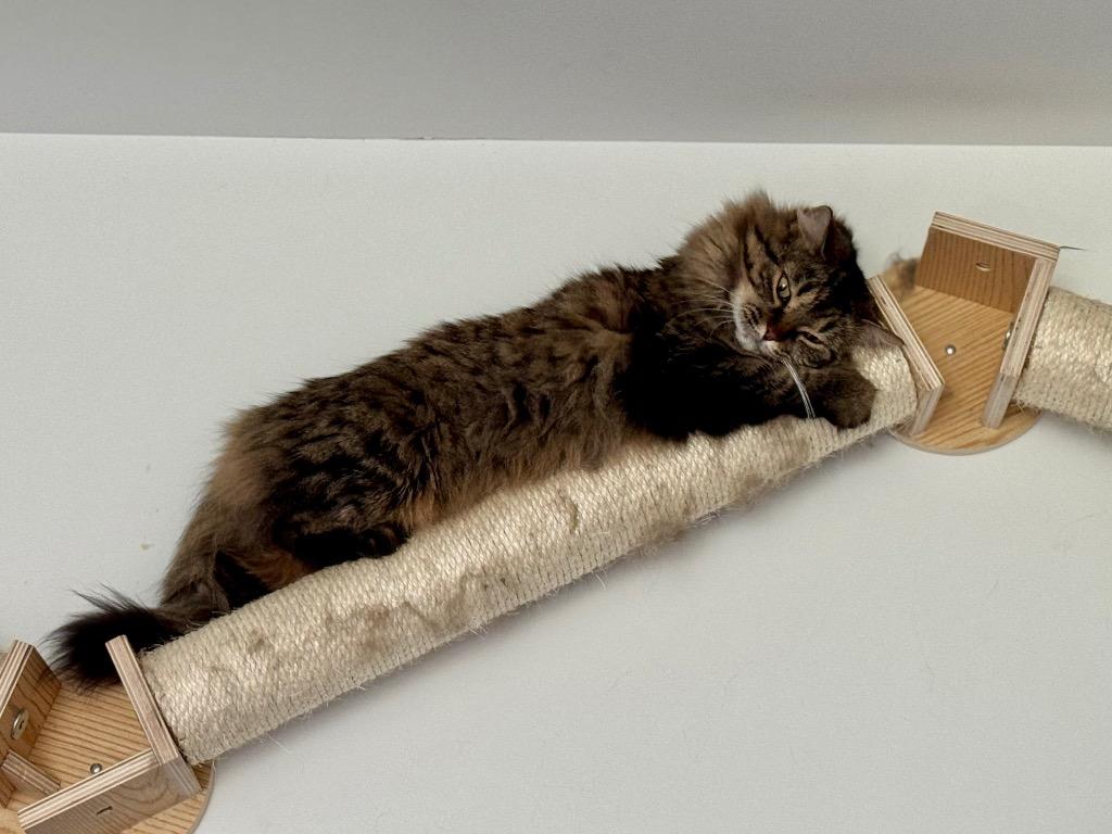 Persephone, a Adoptable mixed breed in Brainardsville, NY image 1/2