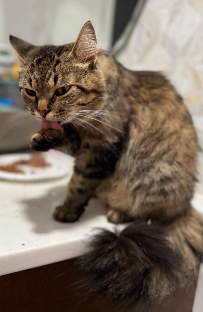 Persephone, a Adoptable mixed breed in Brainardsville, NY image 2/2