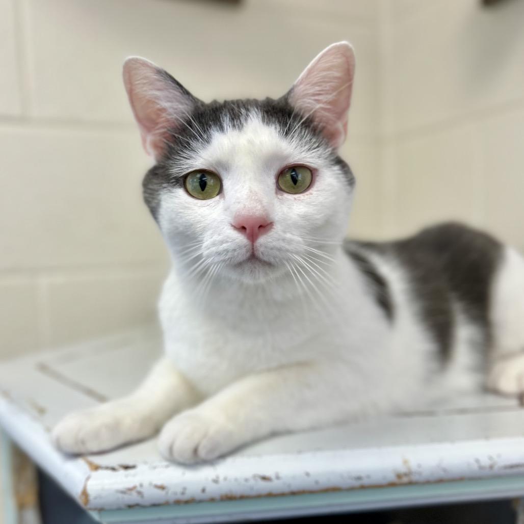 Monroe, Adoptable, Young Male Domestic Short Hair.