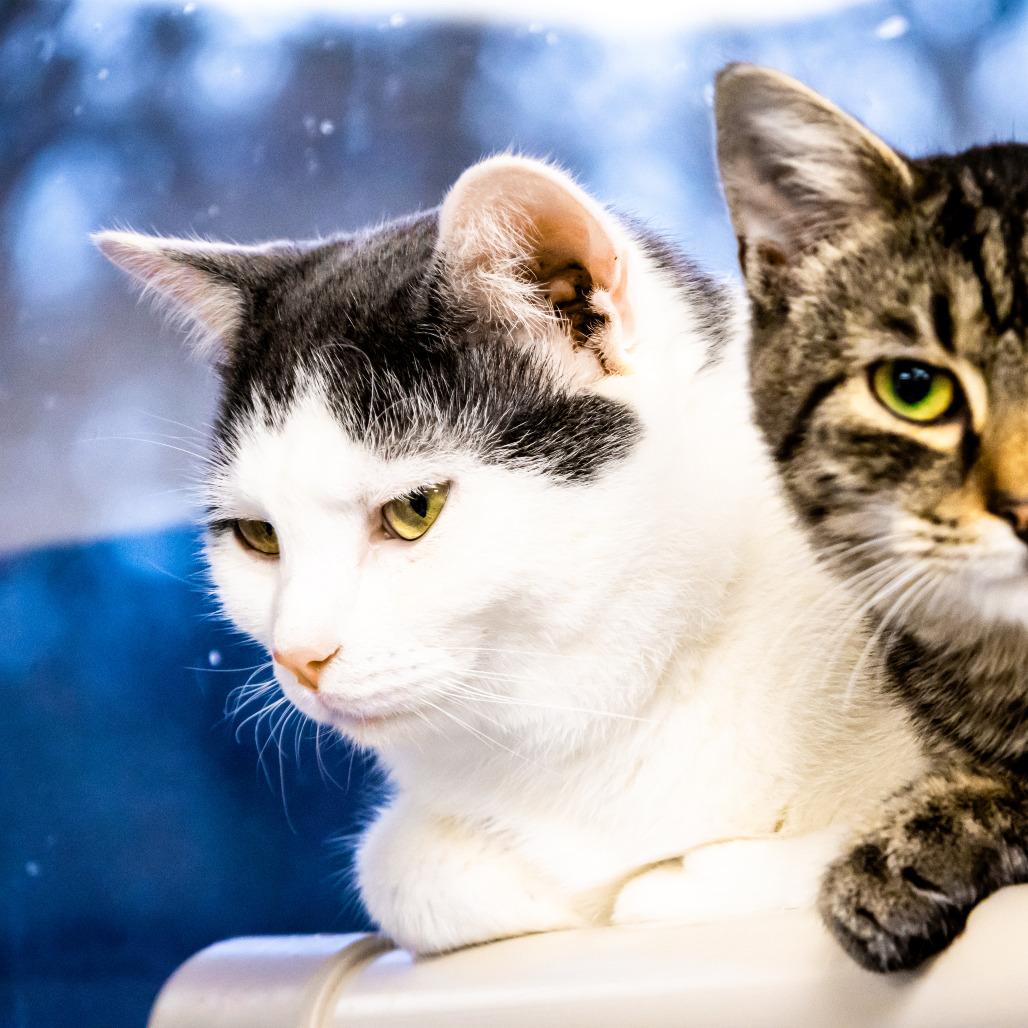 Monroe, a Adoptable Domestic Short Hair in Rocky Mount, VA image 1/5