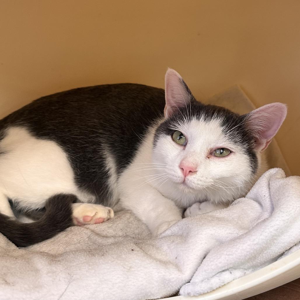 Monroe, a Adoptable Domestic Short Hair in Rocky Mount, VA image 2/5