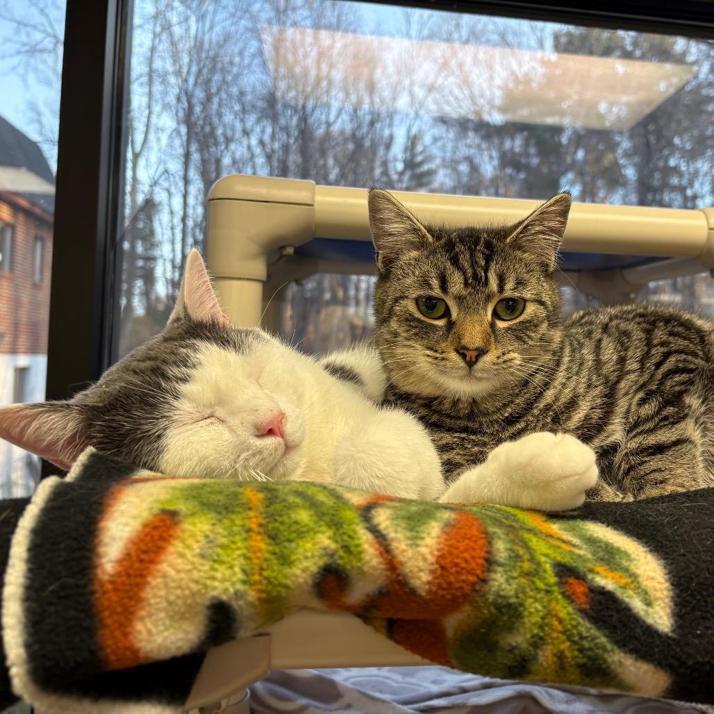 Enlarge Monroe, a Adoptable Domestic Short Hair in Rocky Mount, VA image 3/5