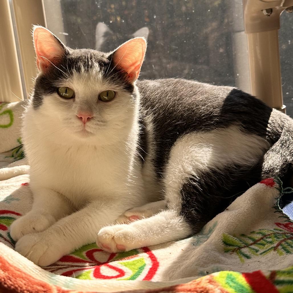 Monroe, a Adoptable Domestic Short Hair in Rocky Mount, VA image 3/5