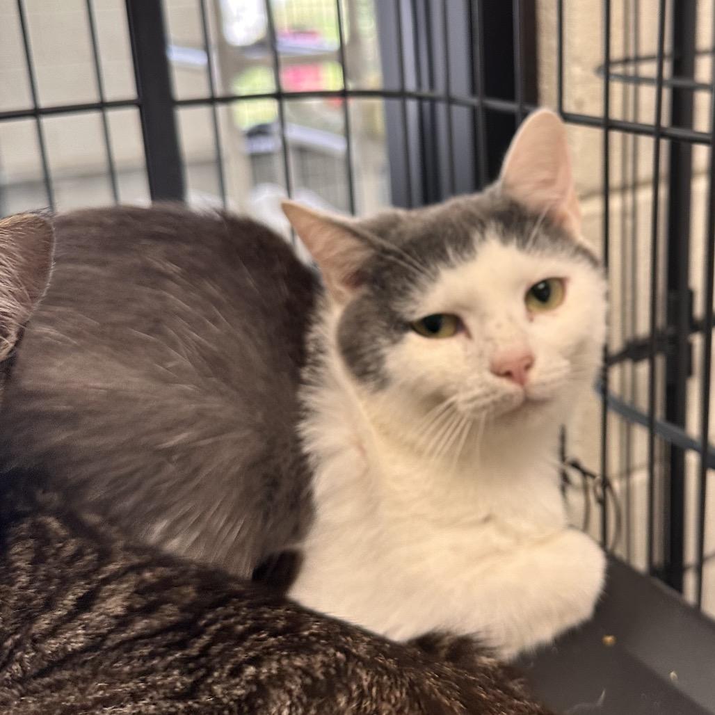 Monroe, a Adoptable Domestic Short Hair in Rocky Mount, VA image 4/5