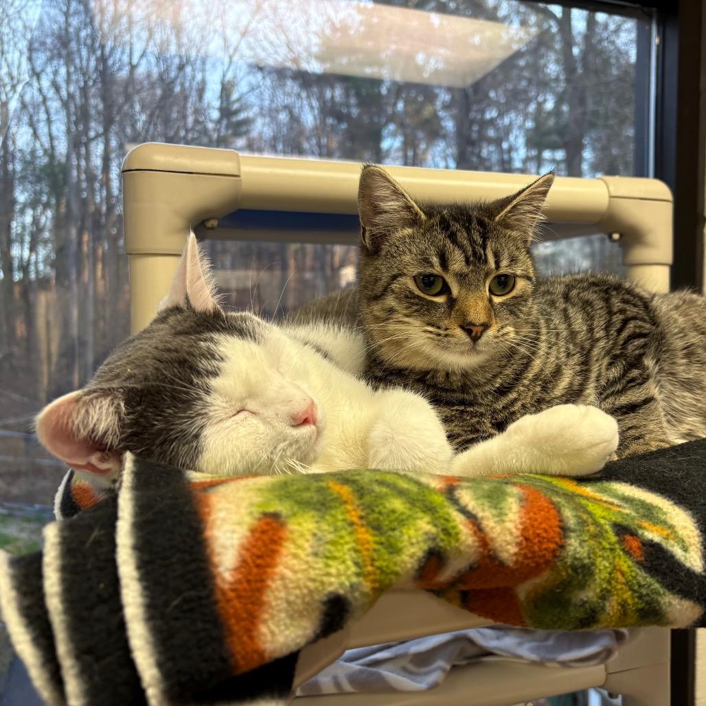 Enlarge Monroe, a Adoptable Domestic Short Hair in Rocky Mount, VA image 5/5