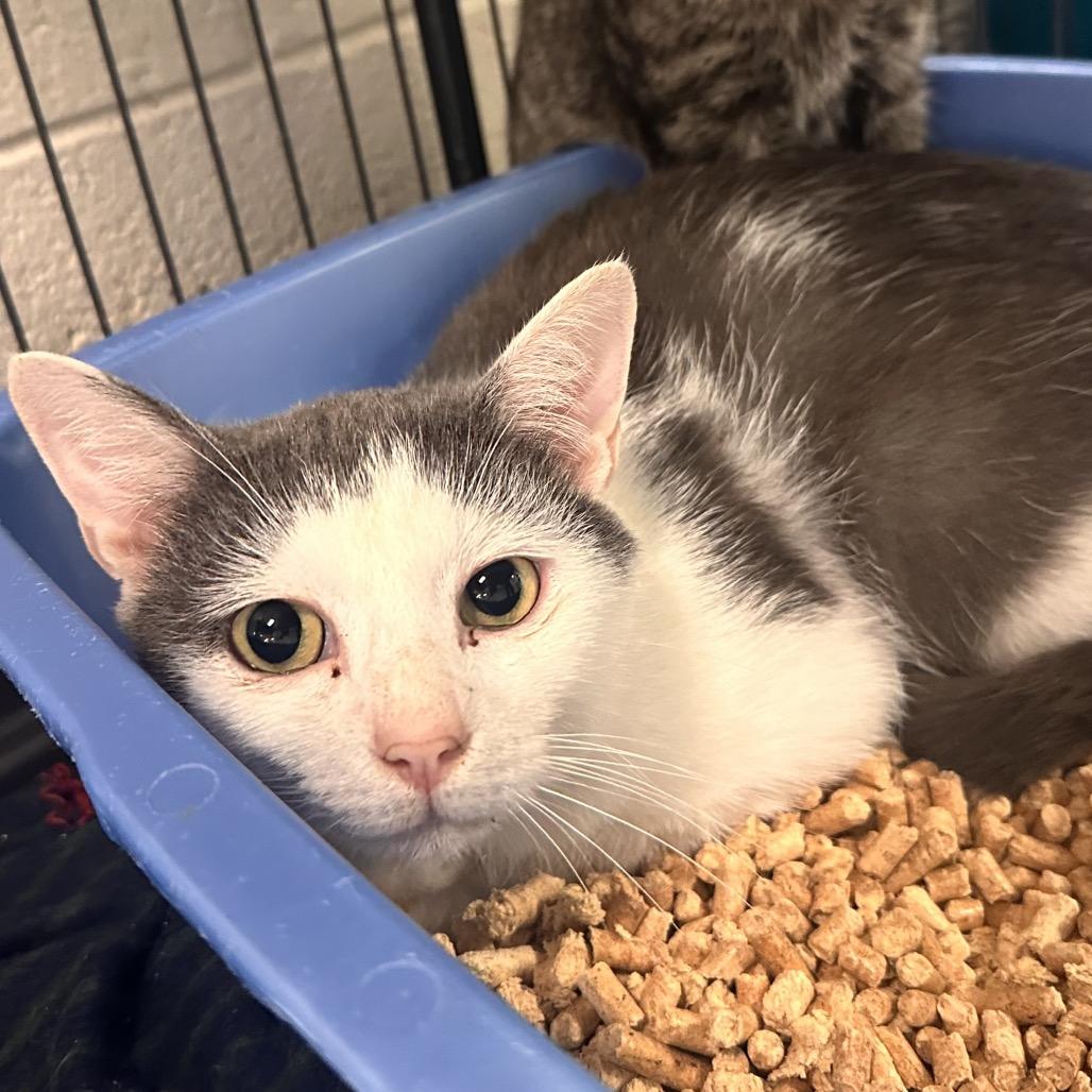 Monroe, a Adoptable Domestic Short Hair in Rocky Mount, VA image 5/5