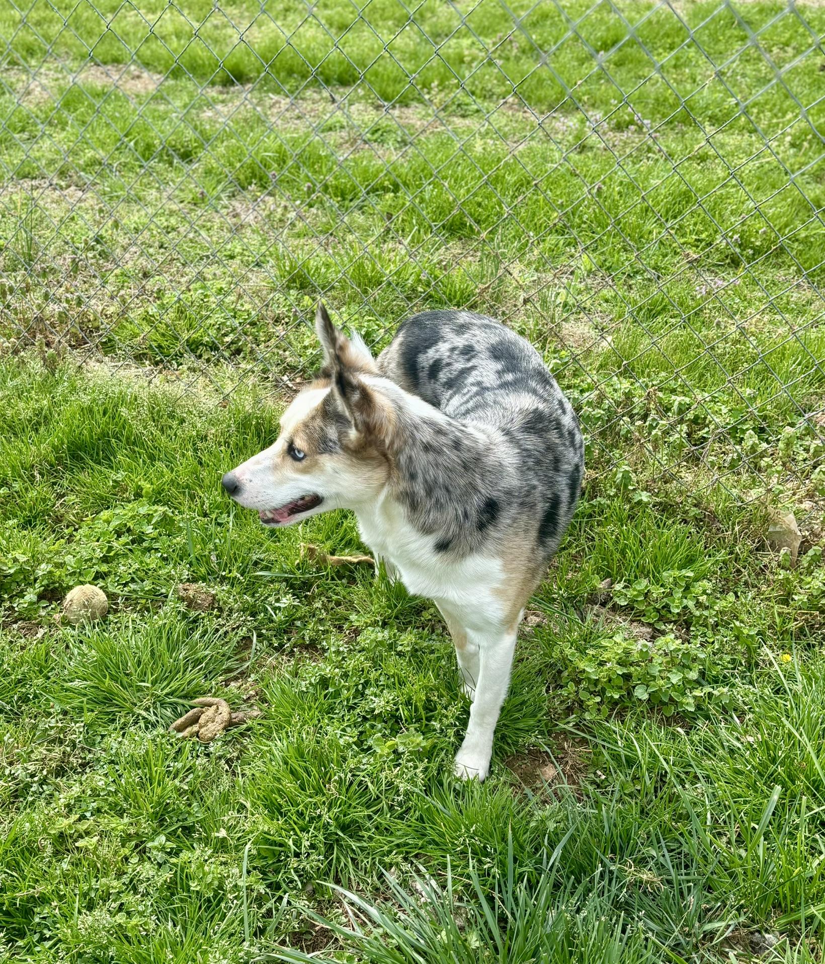 Enlarge Selah, a ADOPTABLE mixed breed in Franklin, KY image 4/6