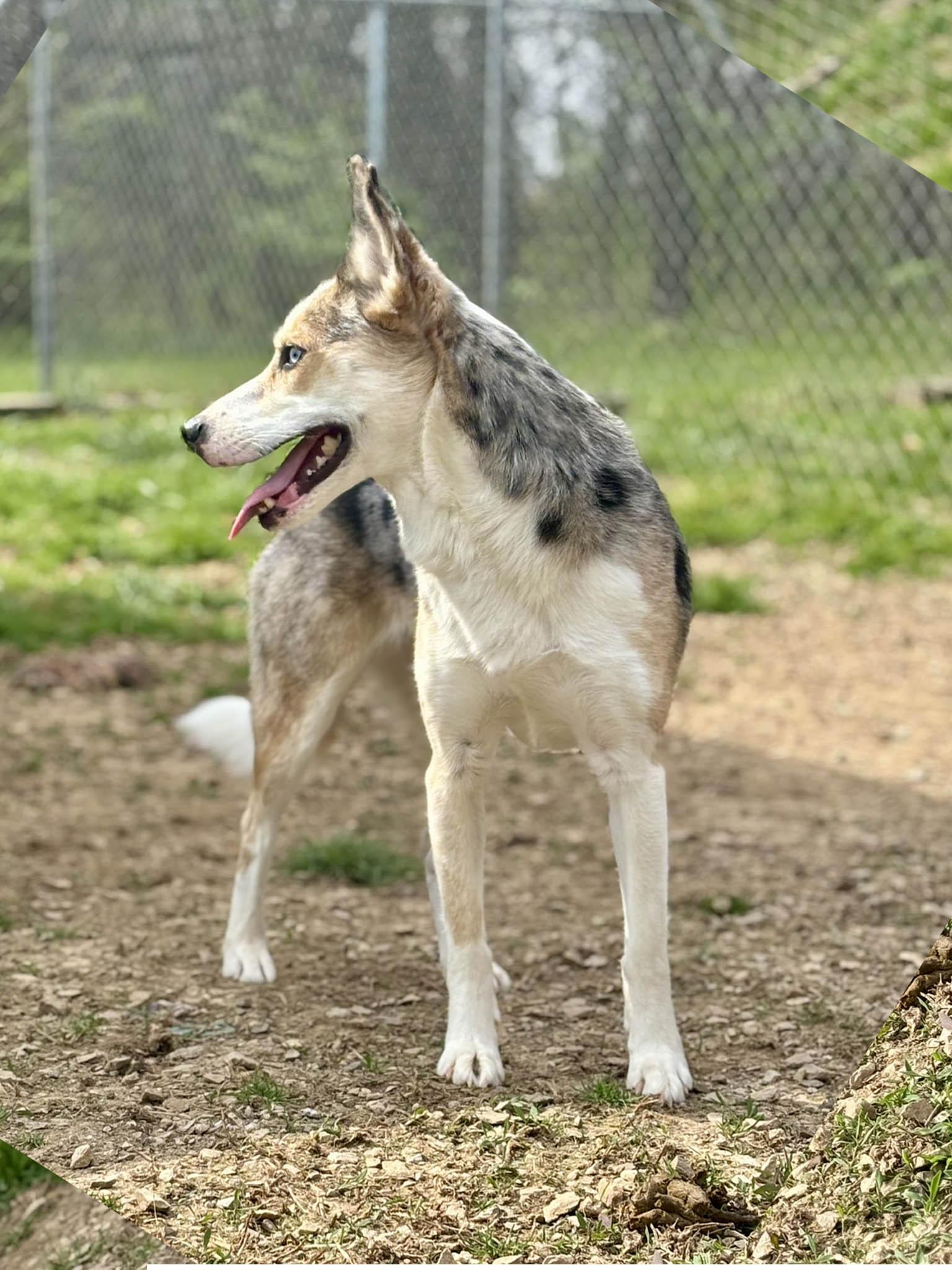 Enlarge Selah, a ADOPTABLE mixed breed in Franklin, KY image 1/6