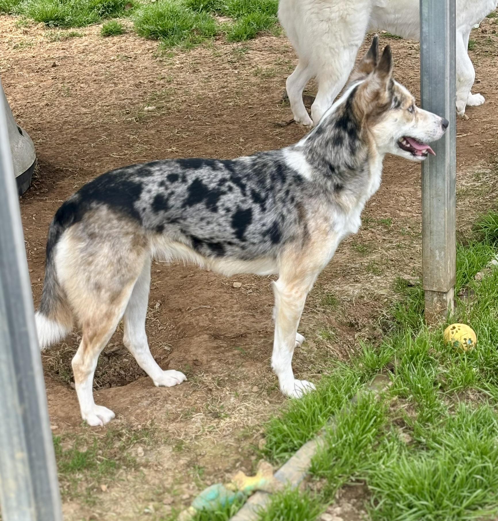 Enlarge Selah, a ADOPTABLE mixed breed in Franklin, KY image 5/6
