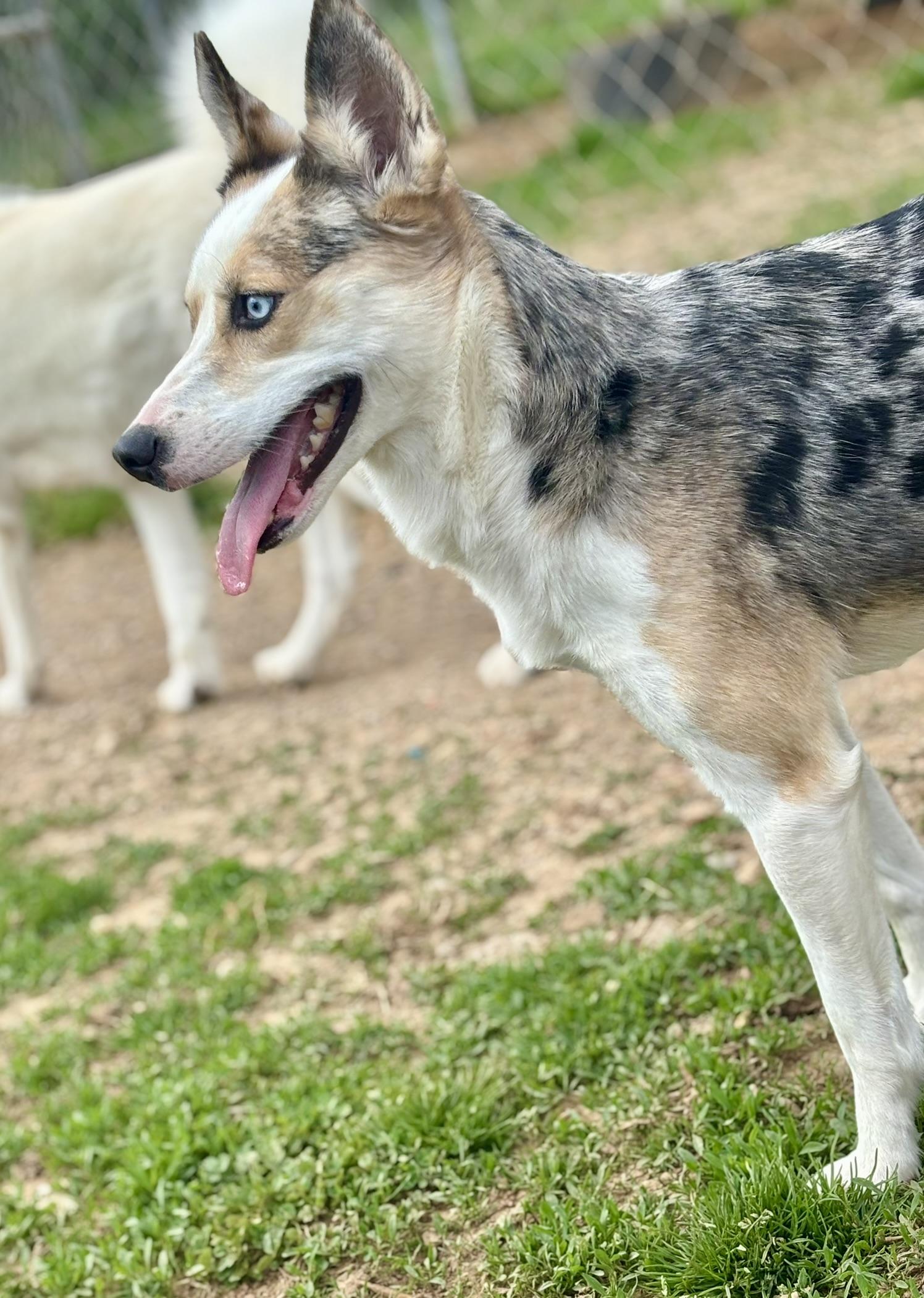 Enlarge Selah, a ADOPTABLE mixed breed in Franklin, KY image 2/6