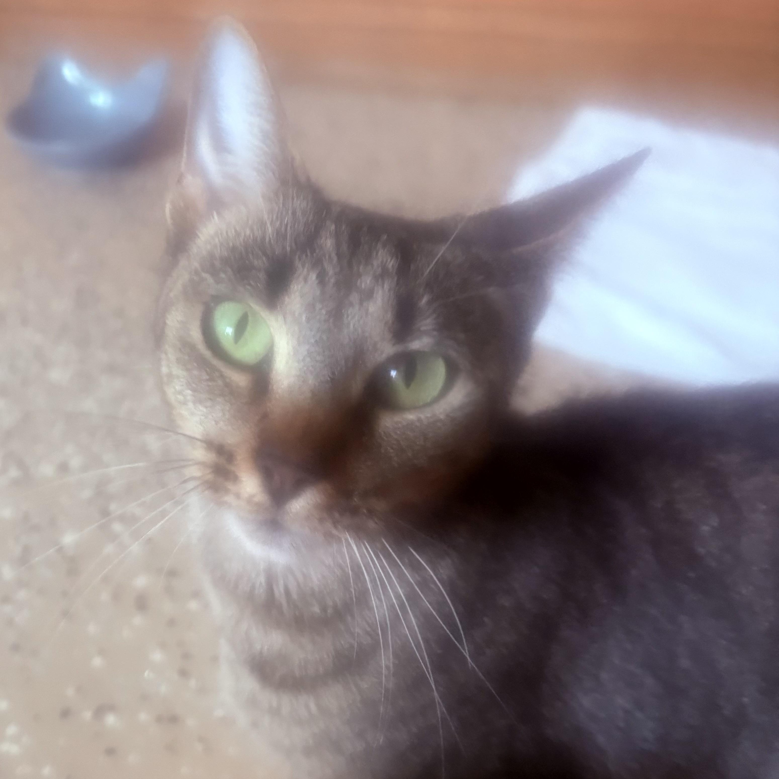 Chloe, a ADOPTABLE Domestic Short Hair in Bonita Springs, FL image 1/4