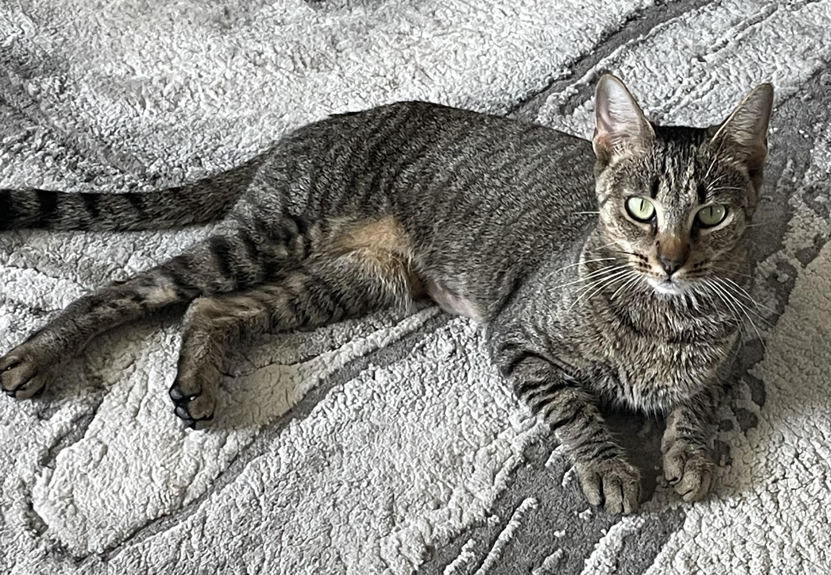 Chloe, a ADOPTABLE Domestic Short Hair in Bonita Springs, FL image 2/4