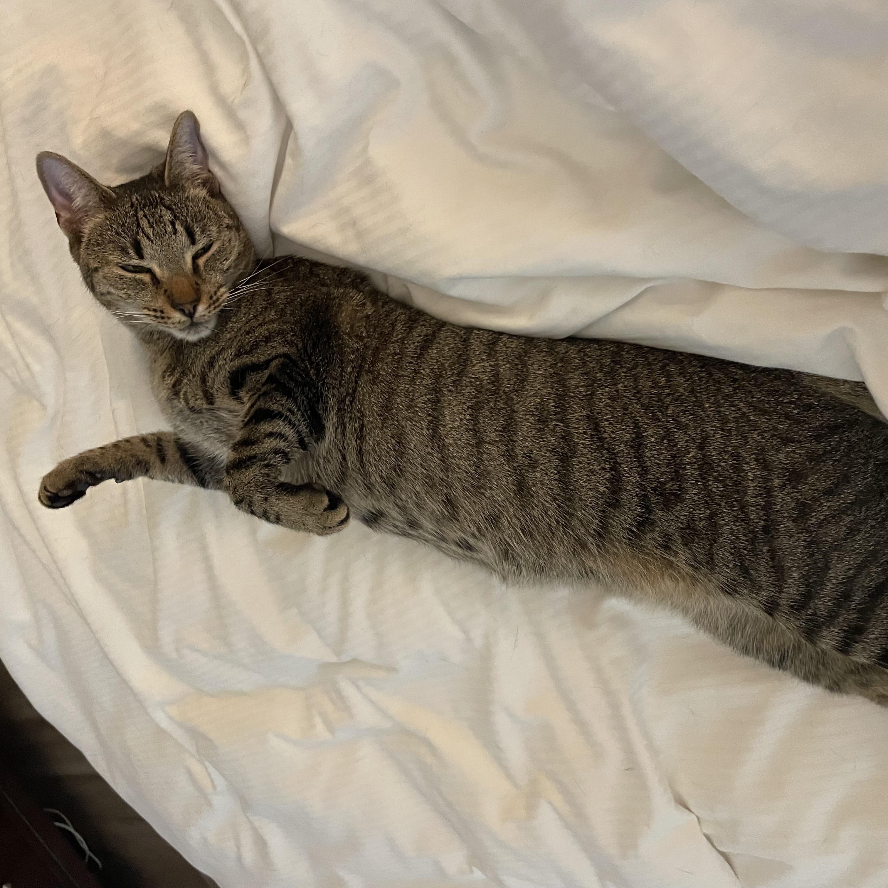 Chloe, a ADOPTABLE Domestic Short Hair in Bonita Springs, FL image 3/4