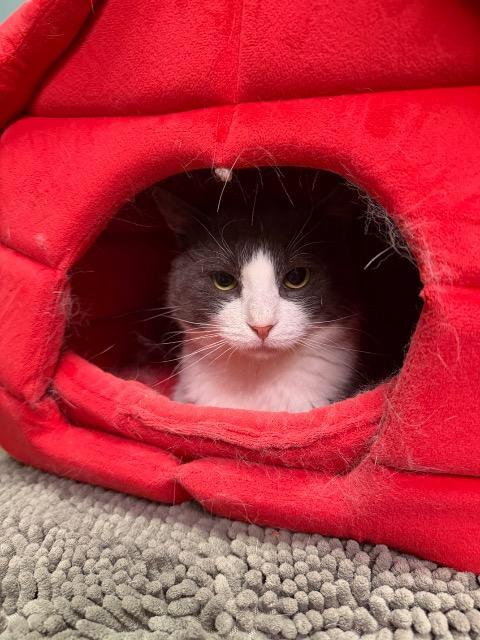Odie, a Adoptable mixed breed in Pawtucket, RI image 1/6
