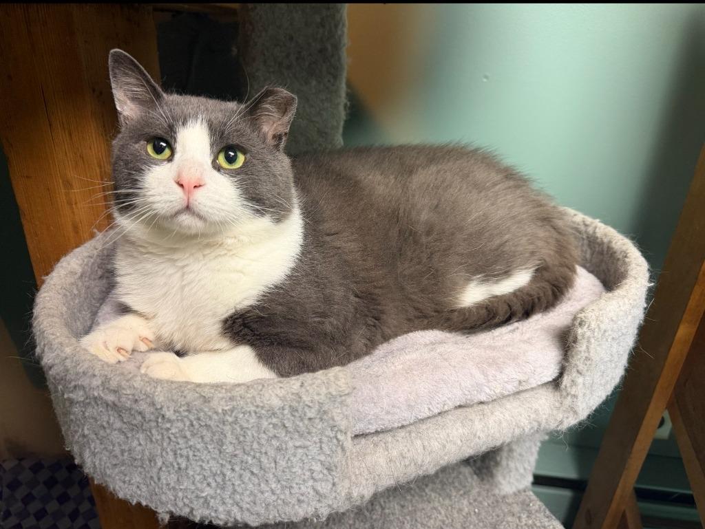 Odie, a Adoptable mixed breed in Pawtucket, RI image 3/6