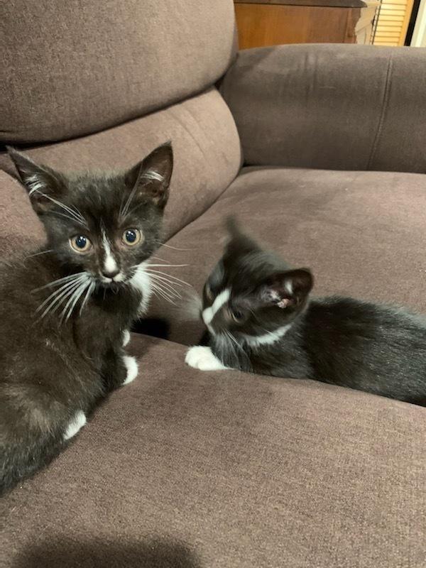 Enlarge Violet and Dash, a Adopted mixed breed in Walla Walla, WA image 2/6