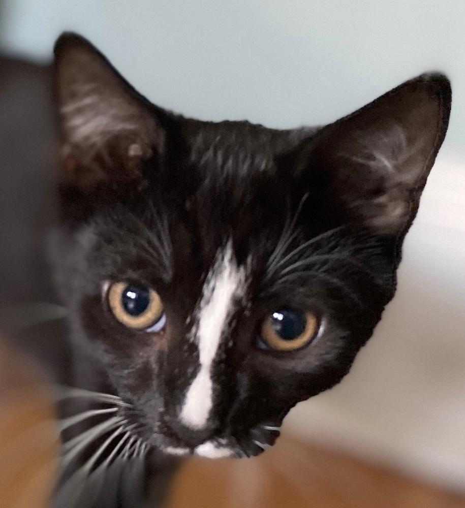 Enlarge Violet and Dash, a Adopted mixed breed in Walla Walla, WA image 3/6